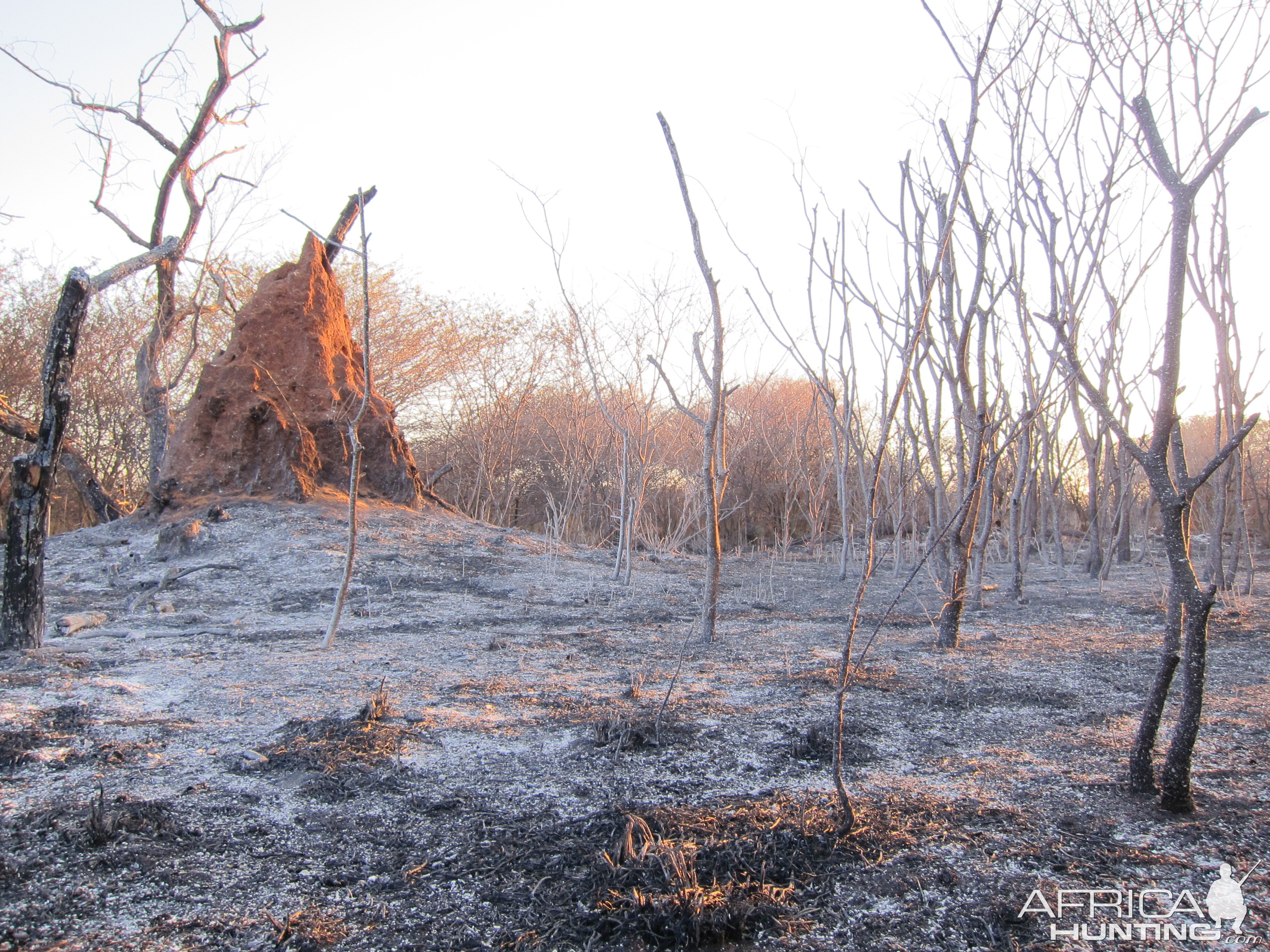 Controlled Bush Fire Namibia