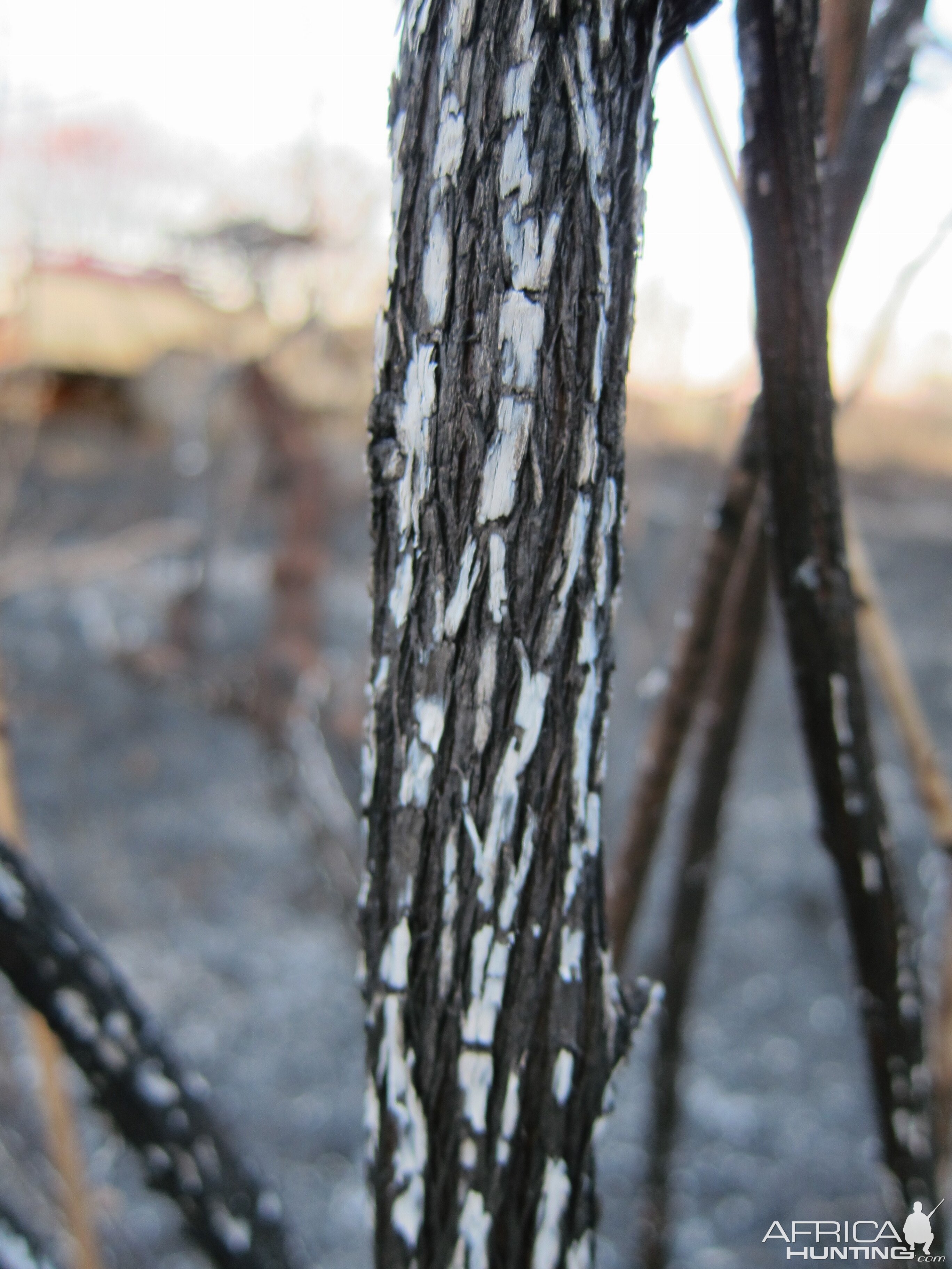 Controlled Bush Fire Namibia