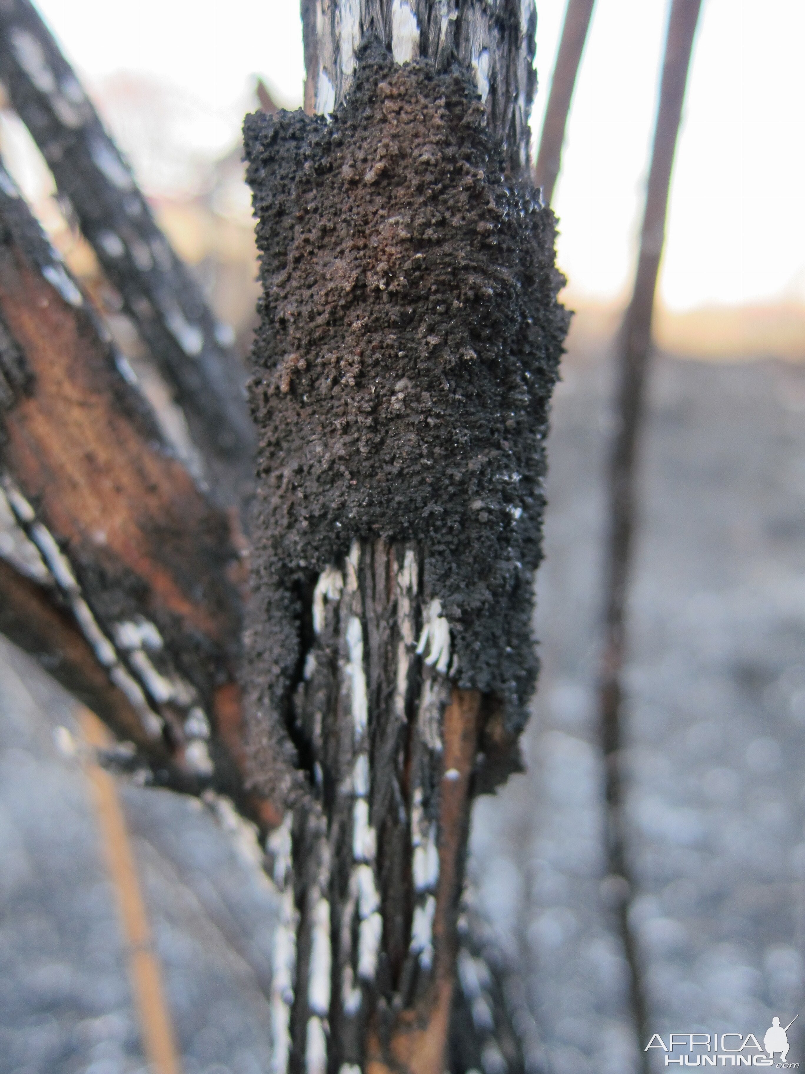 Controlled Bush Fire Namibia