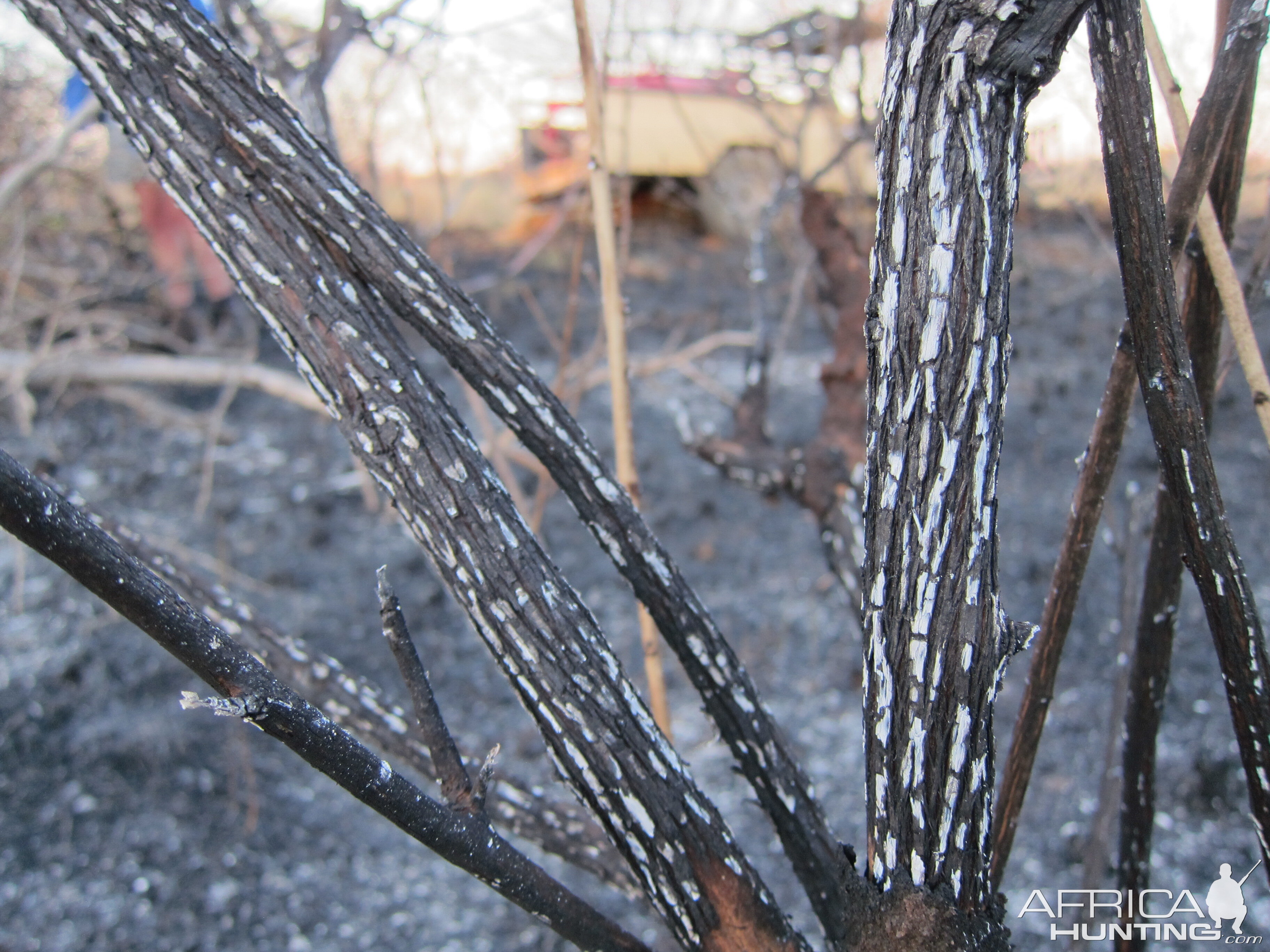 Controlled Bush Fire Namibia