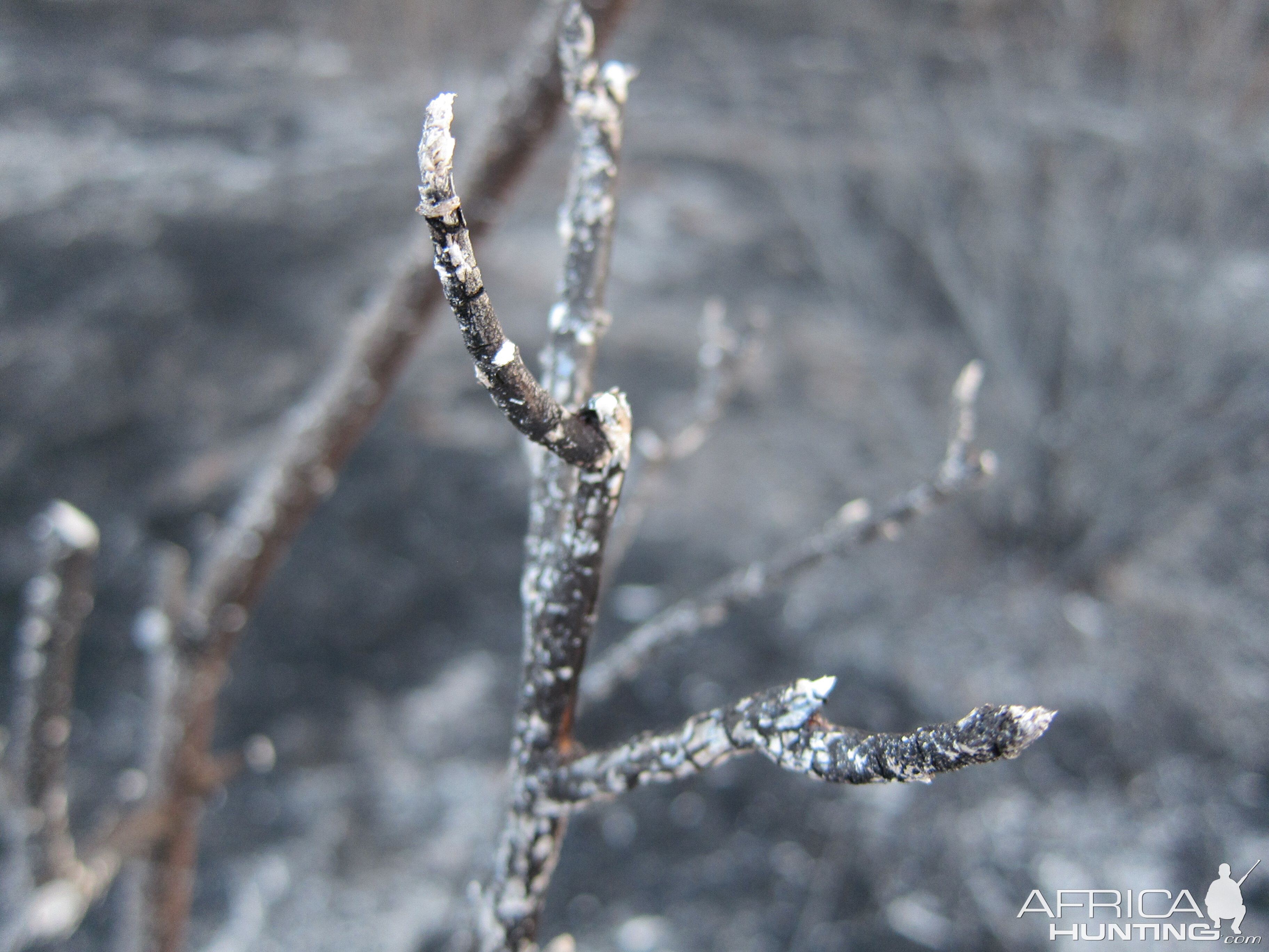 Controlled Bush Fire Namibia