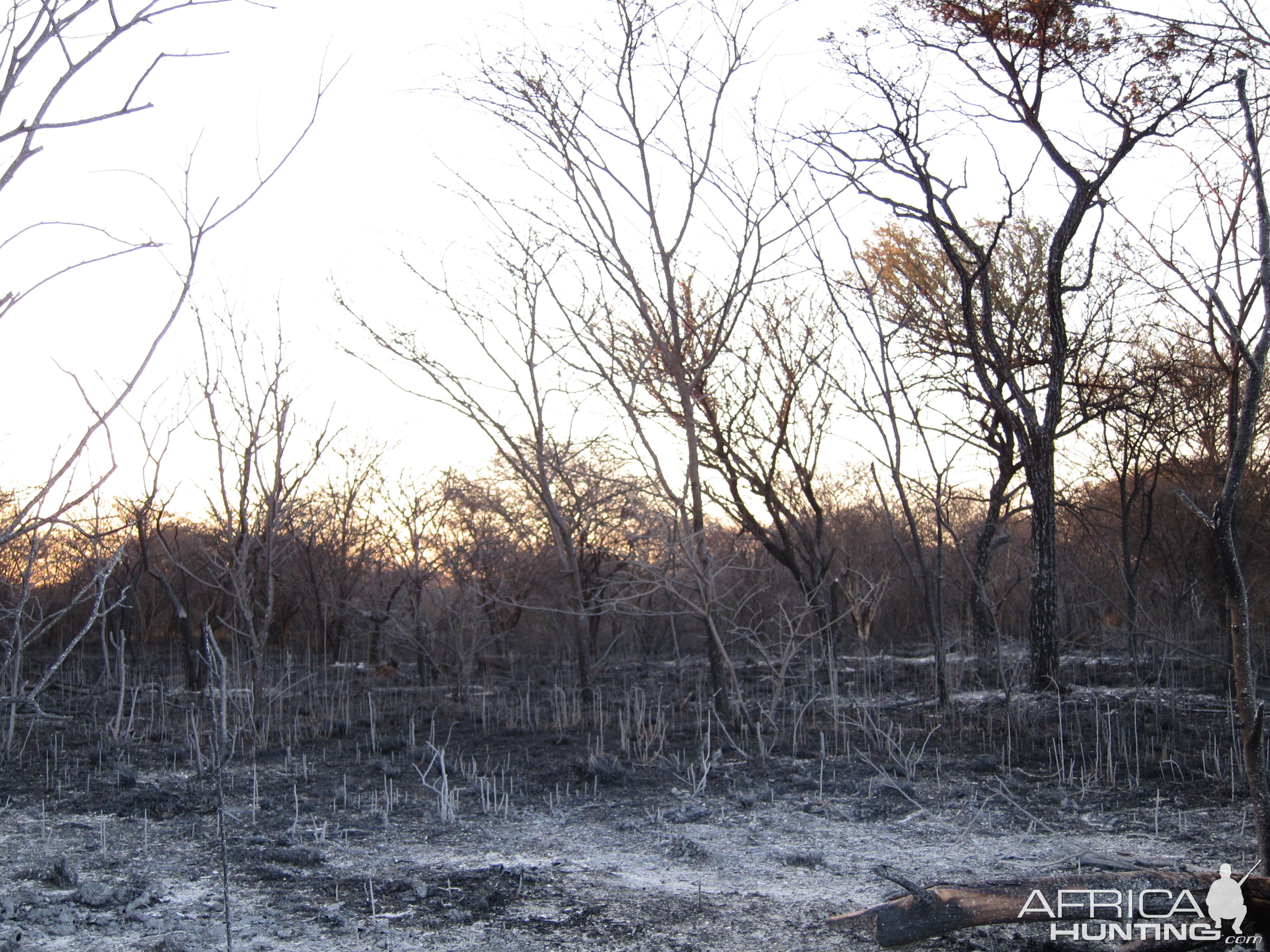 Controlled Bush Fire Namibia