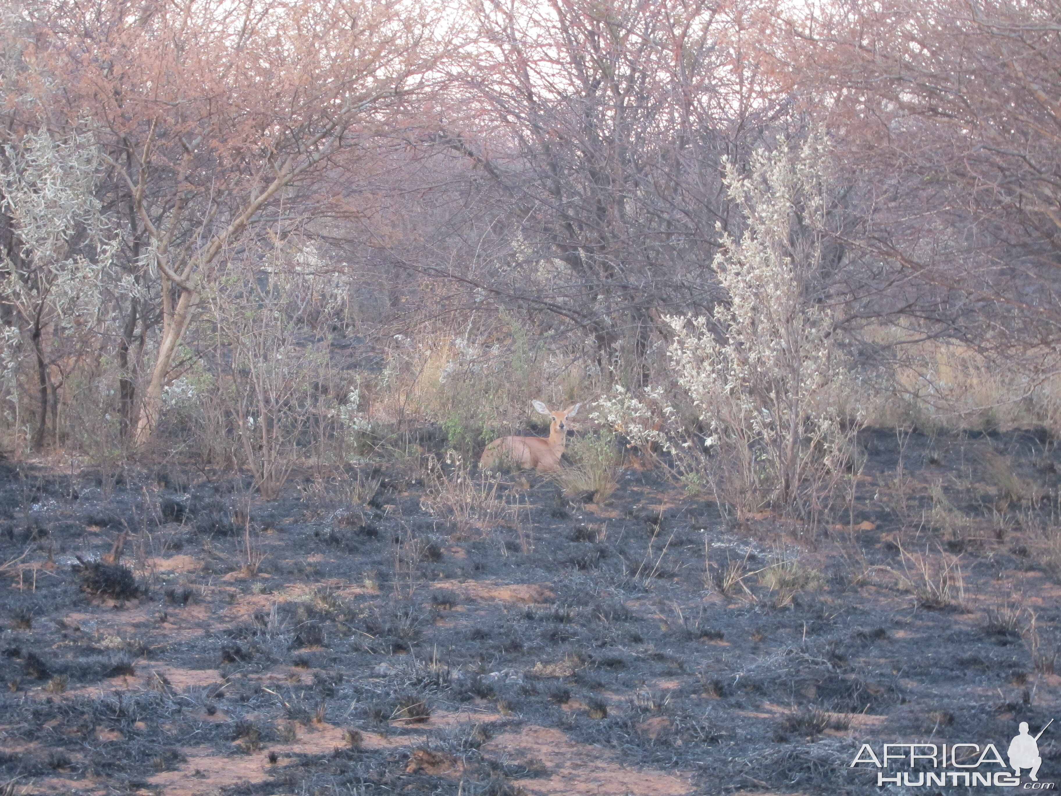 Controlled Bush Fire Namibia