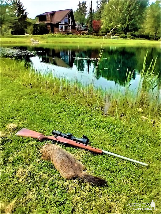 Cooper Montana Varminter .17 HMR Rifle