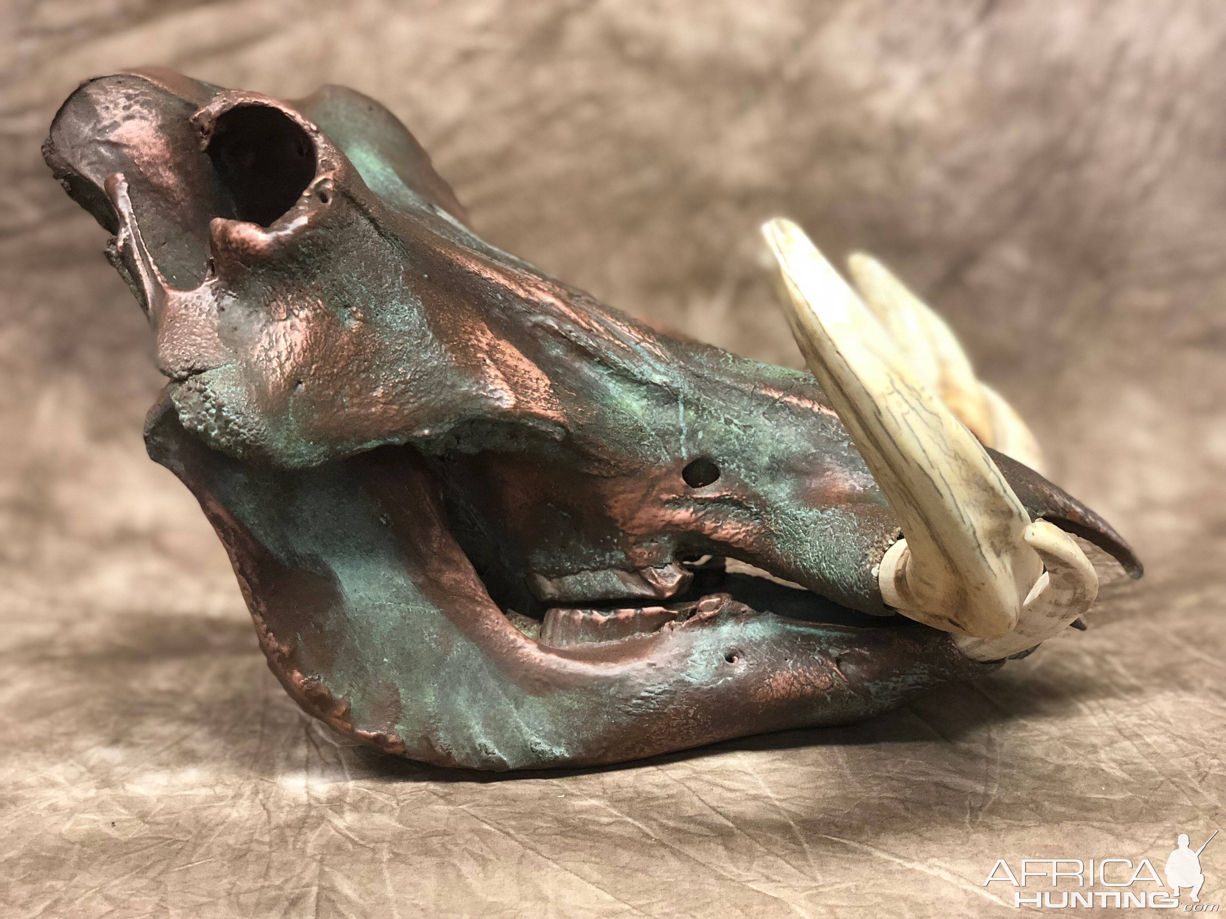 Copper Clad Warthog Skull