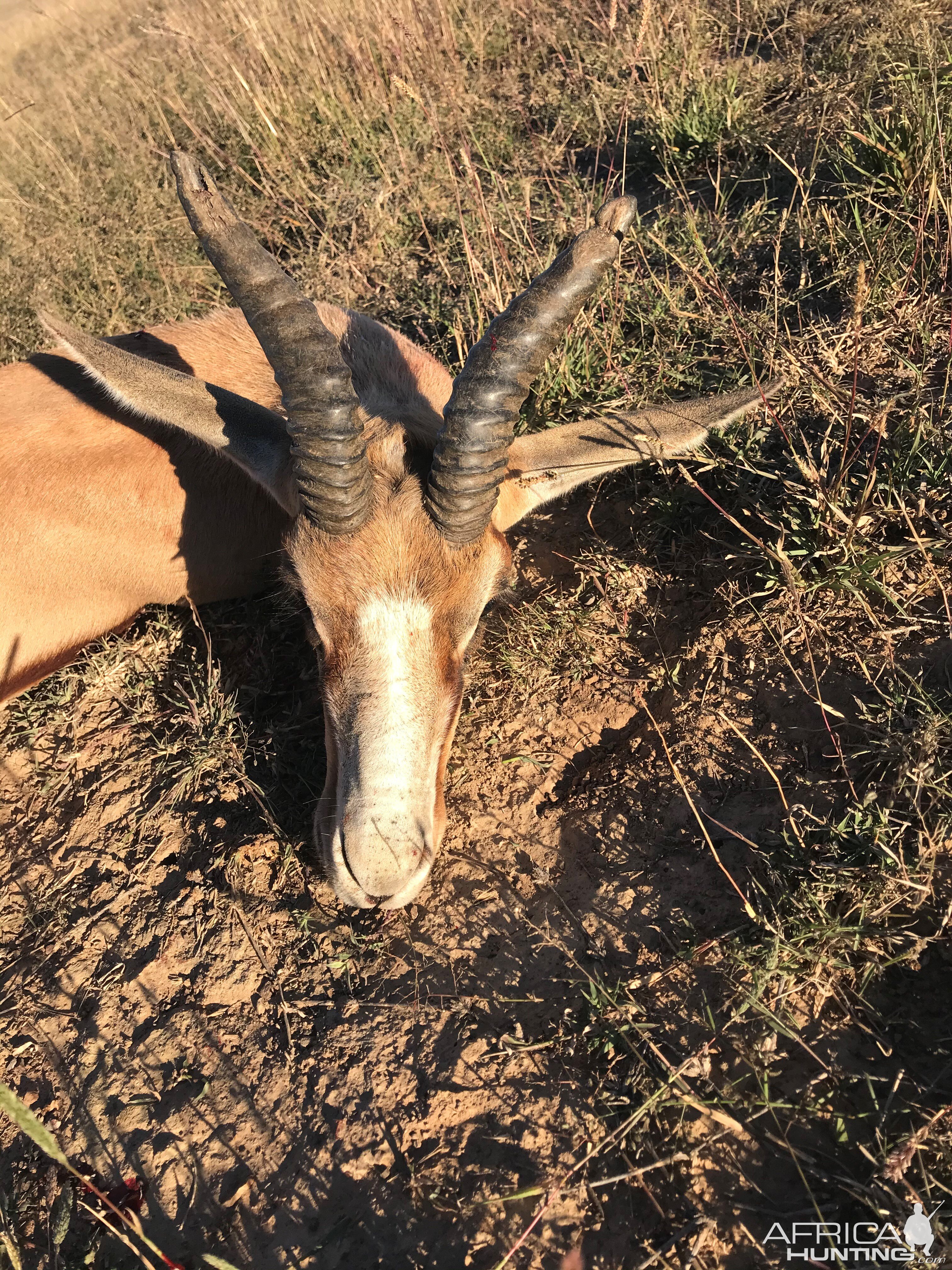 Copper Springbok Hunt Eastern Cape South Africa