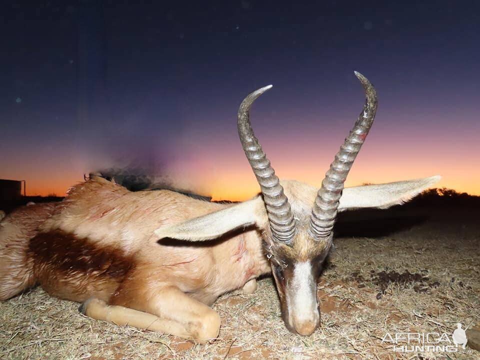 Copper Springbok Hunt South Africa