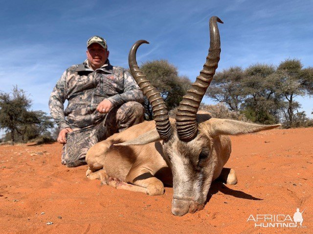 Copper Springbok Hunting South Africa