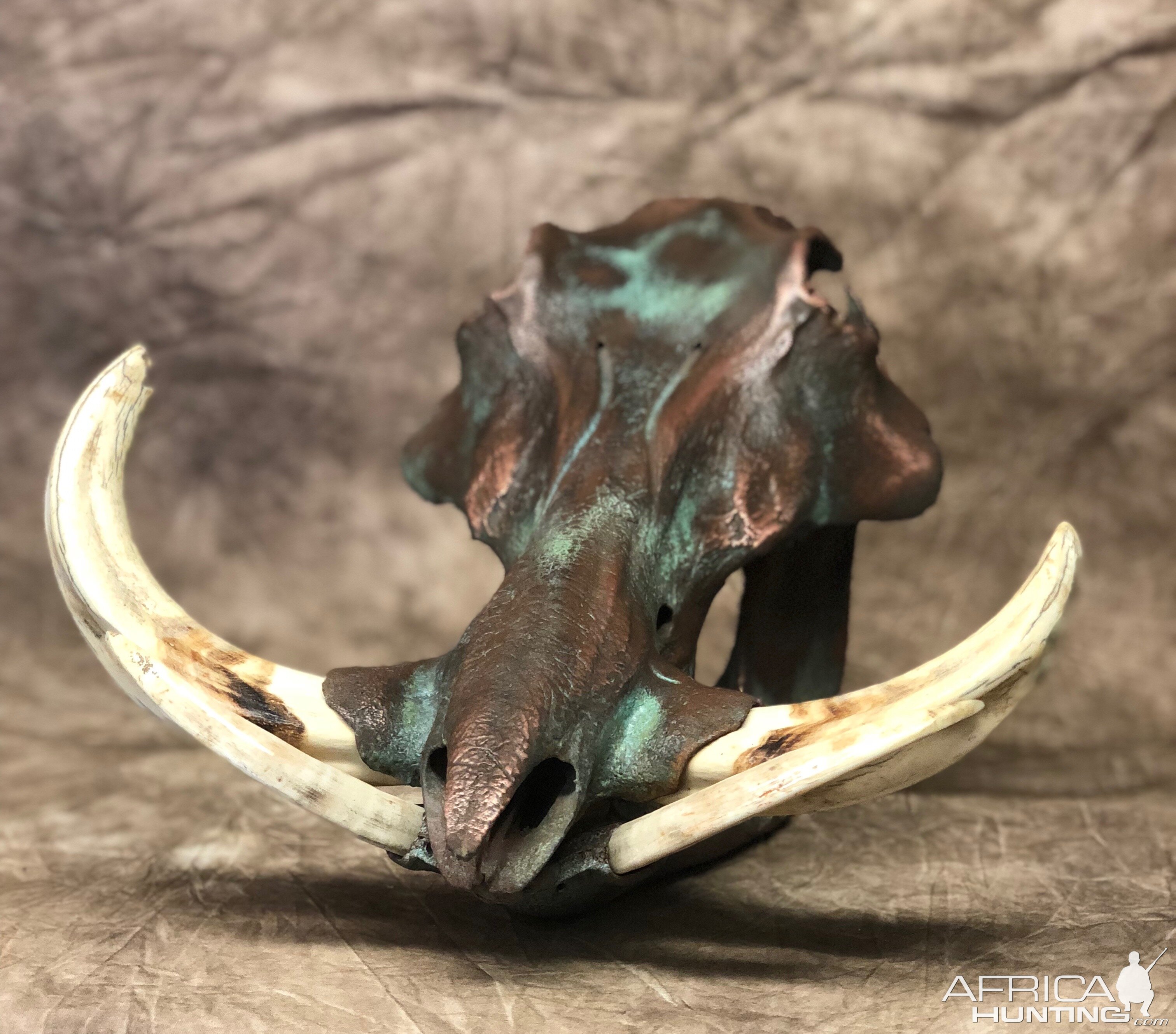 Copper Warthog Skull Taxidermy
