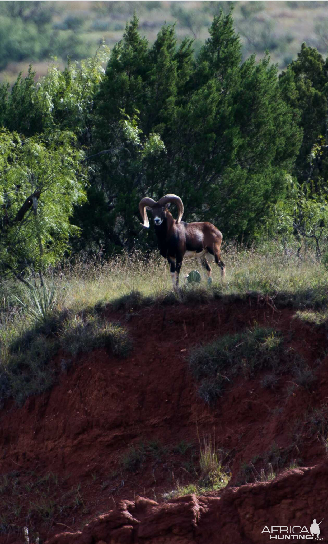 Corsican Sheep Texas USA