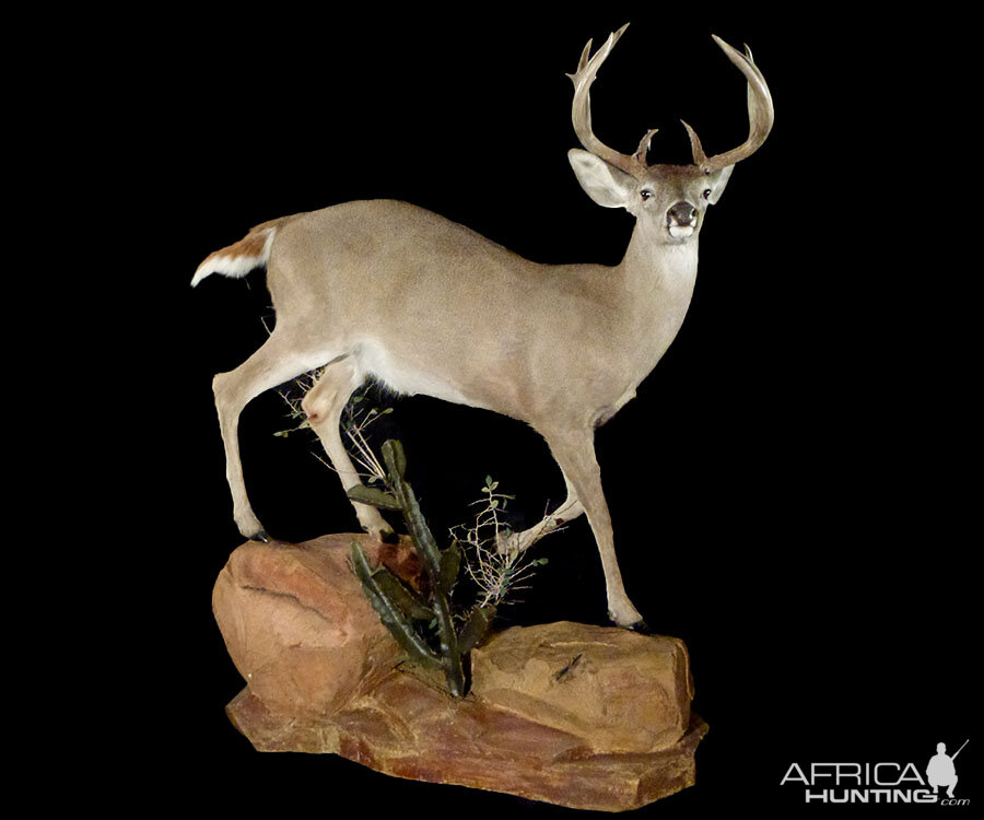 Coues Deer Full Mount Taxidermy