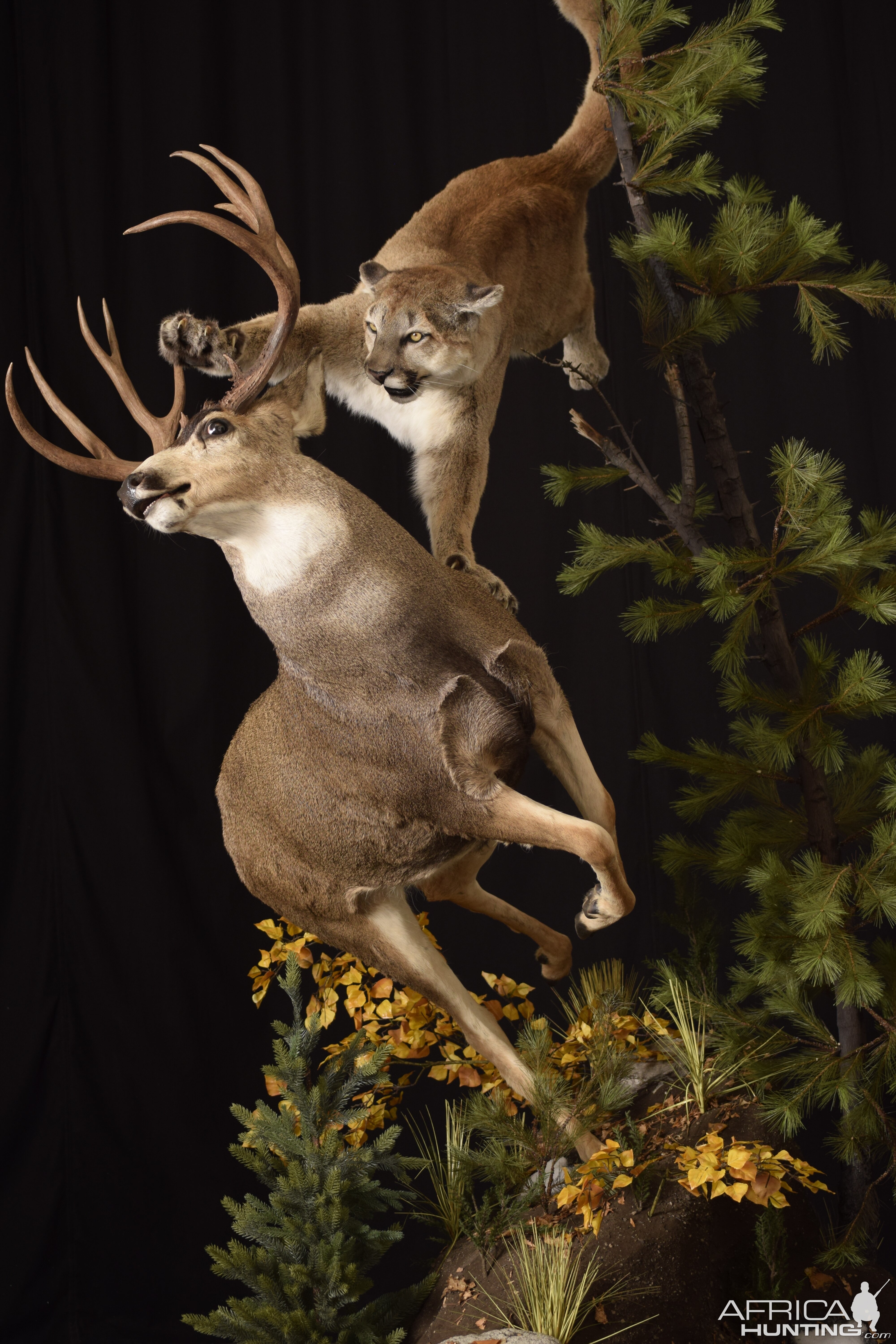 Cougar & Deer