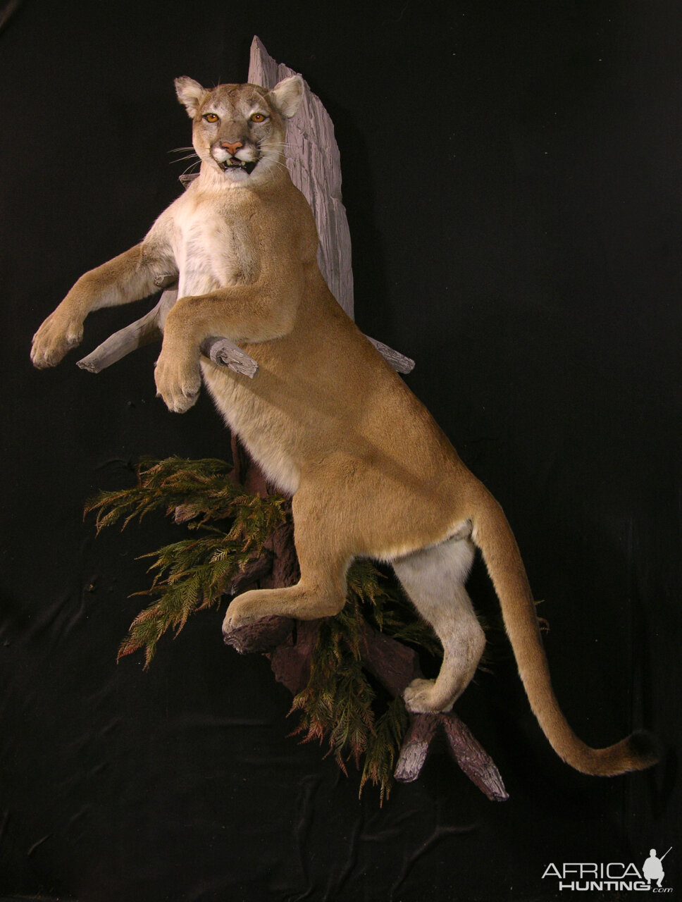 Cougar Full Mount Taxidermy