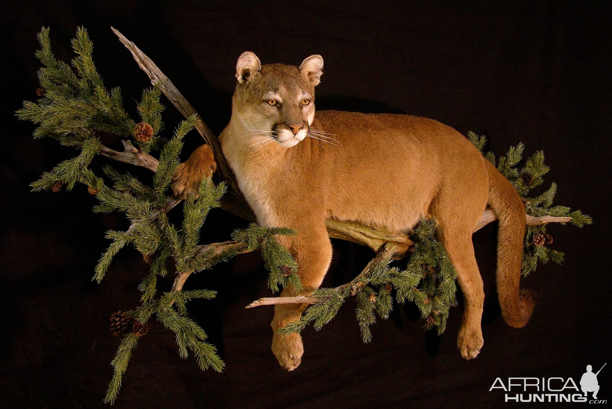 Cougar Full Mount