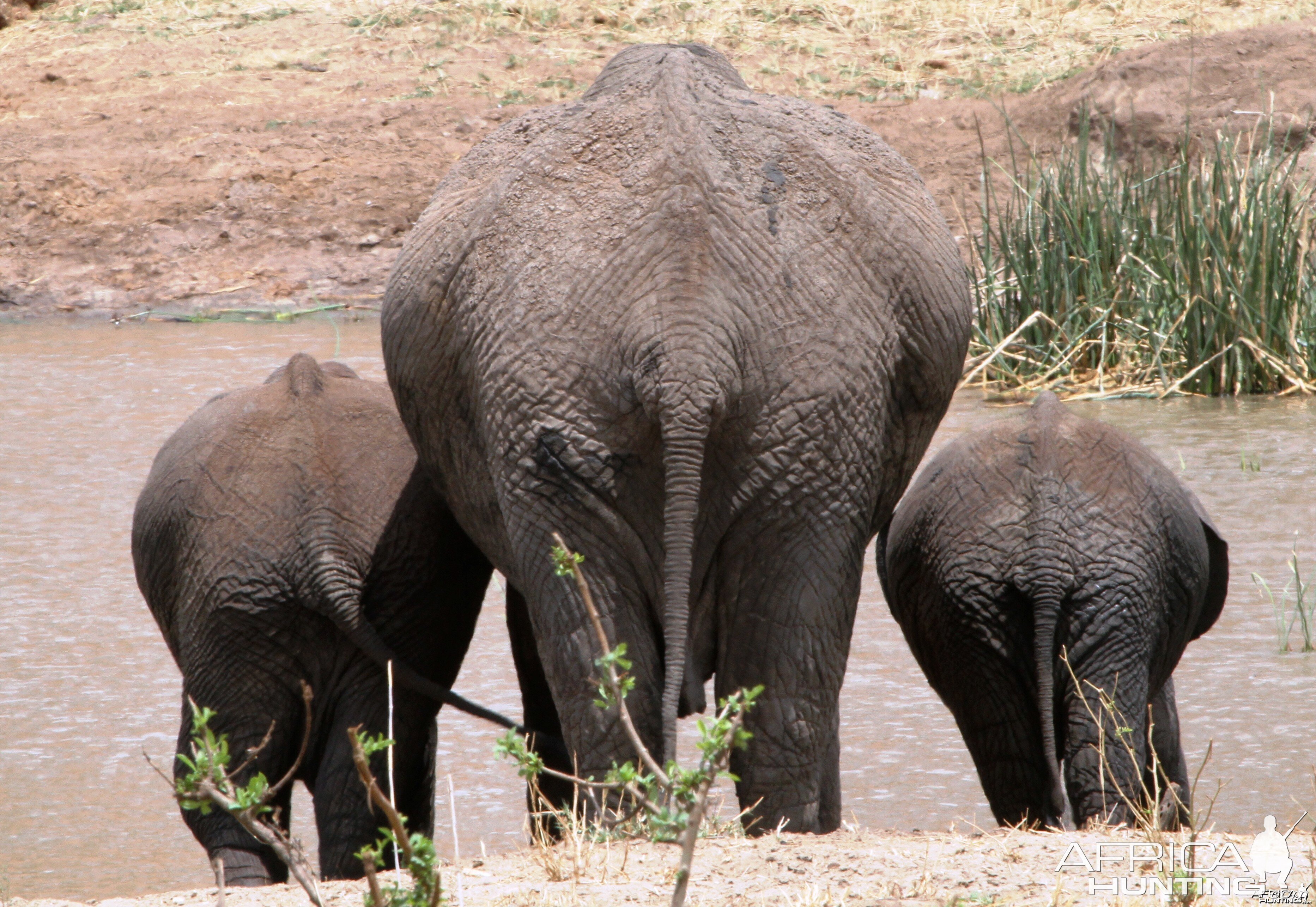 Cow and calves... Elephant in Tanzania