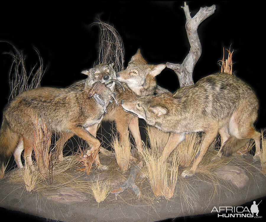 Coyote Full Mount Taxidermy