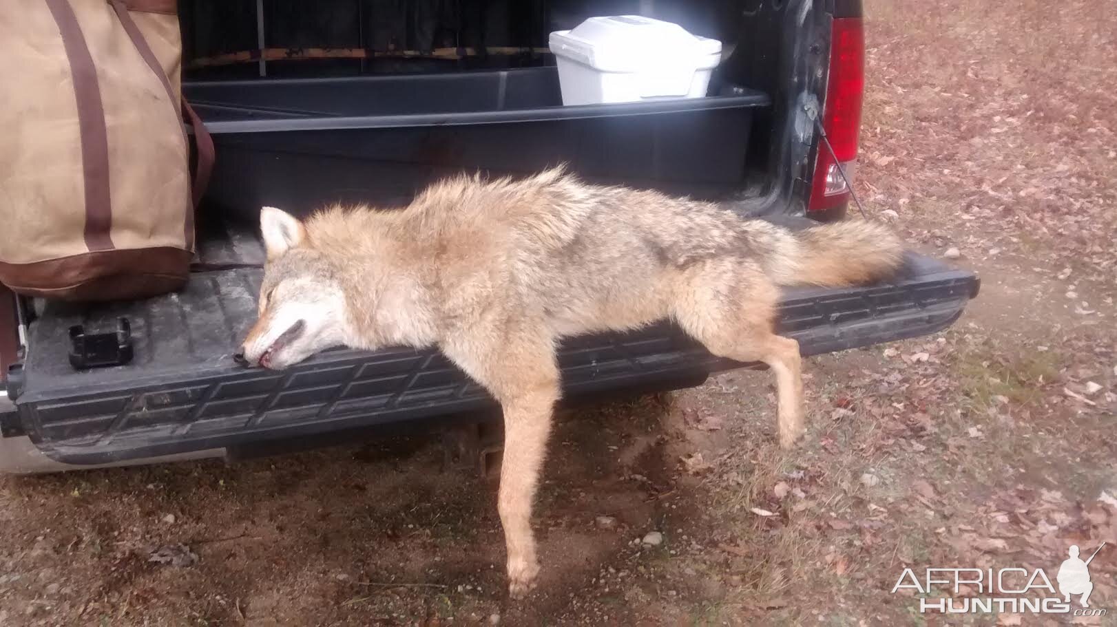 Coyote Hunting USA