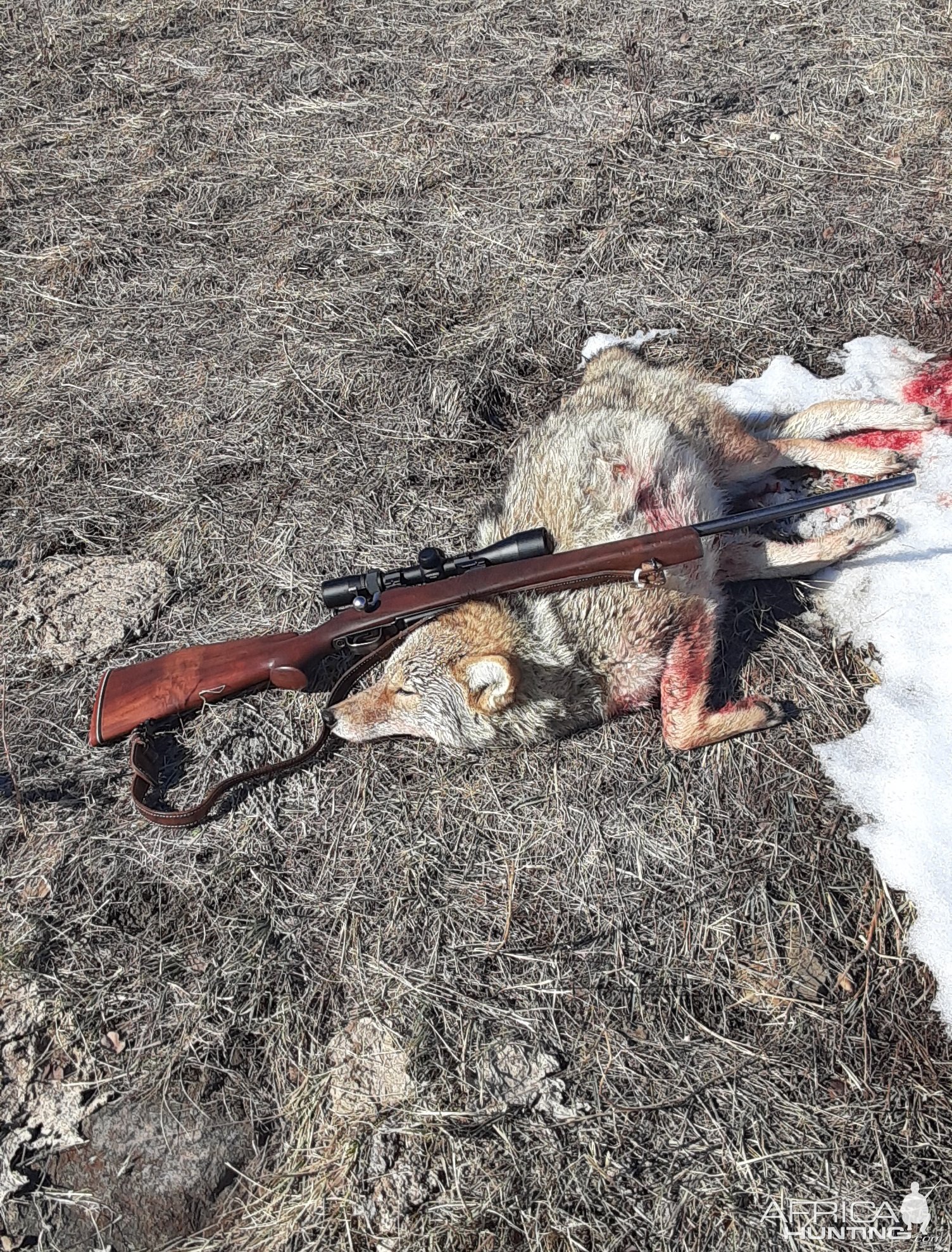 Coyote Hunting