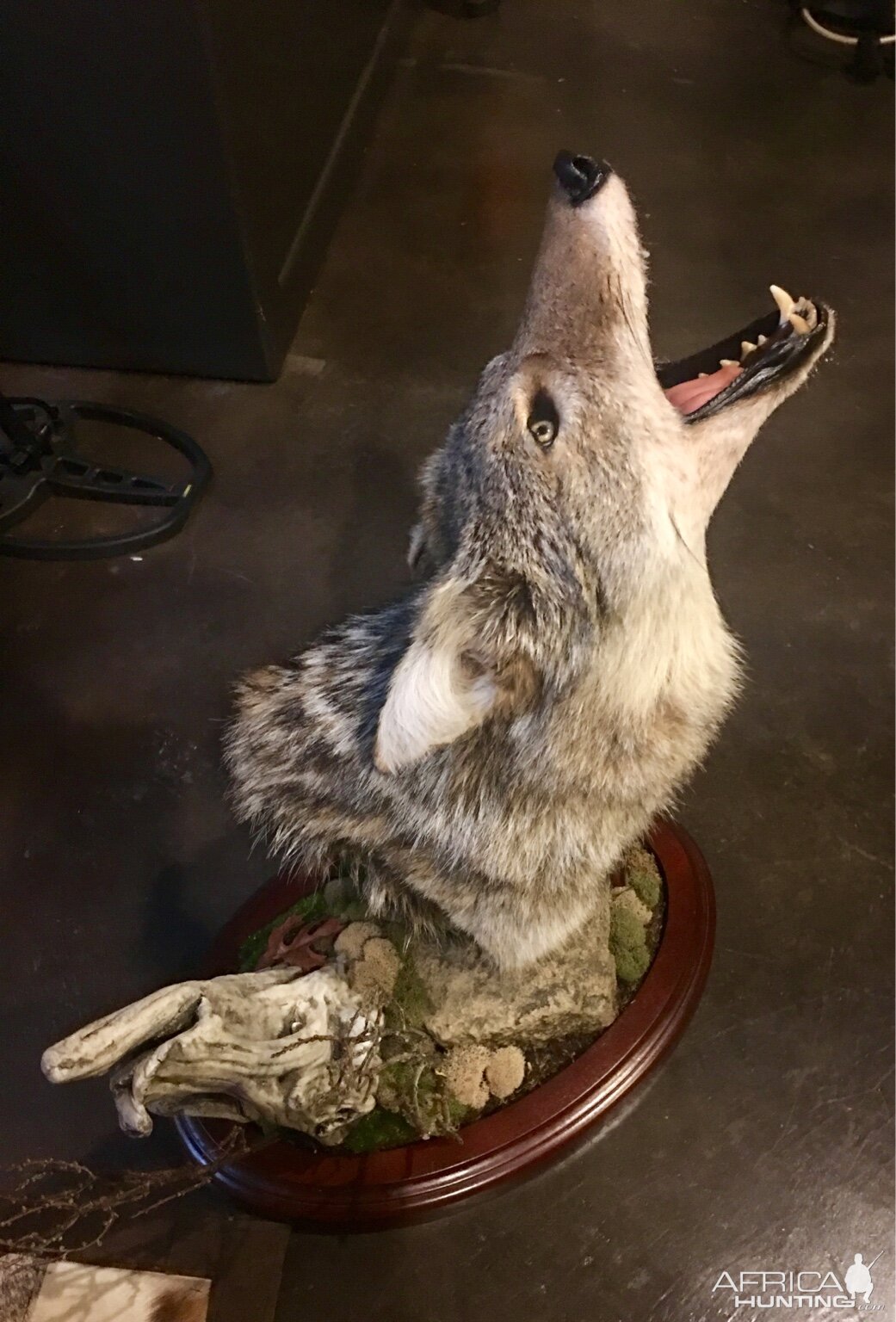 Coyote Mount Taxidermy