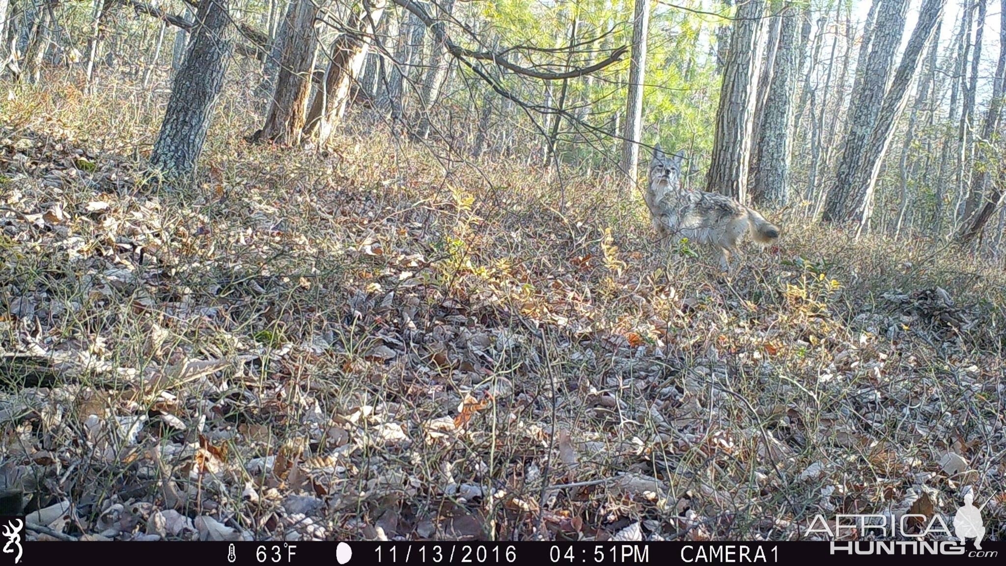 Coyote WV | AfricaHunting.com