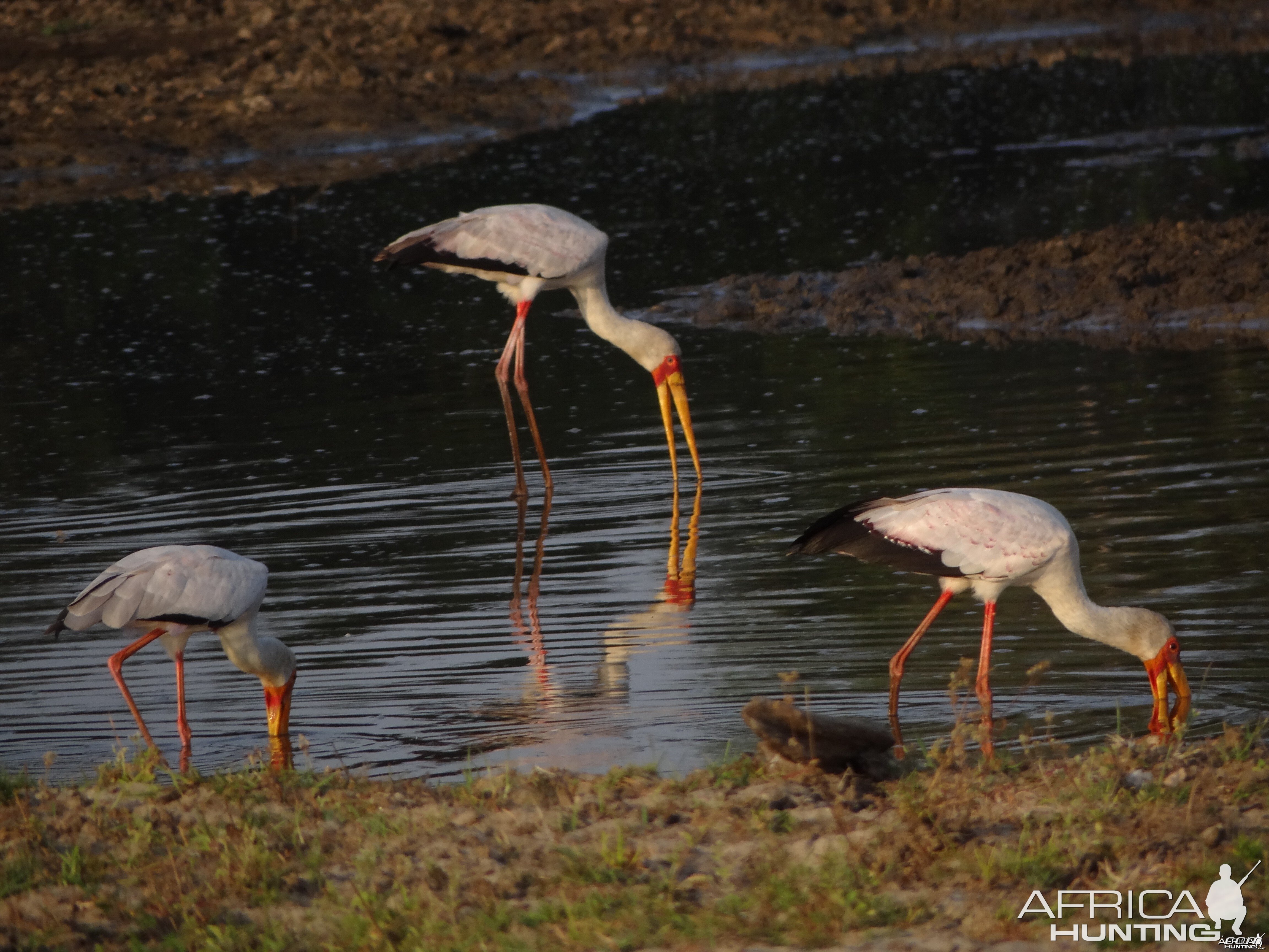 Crane