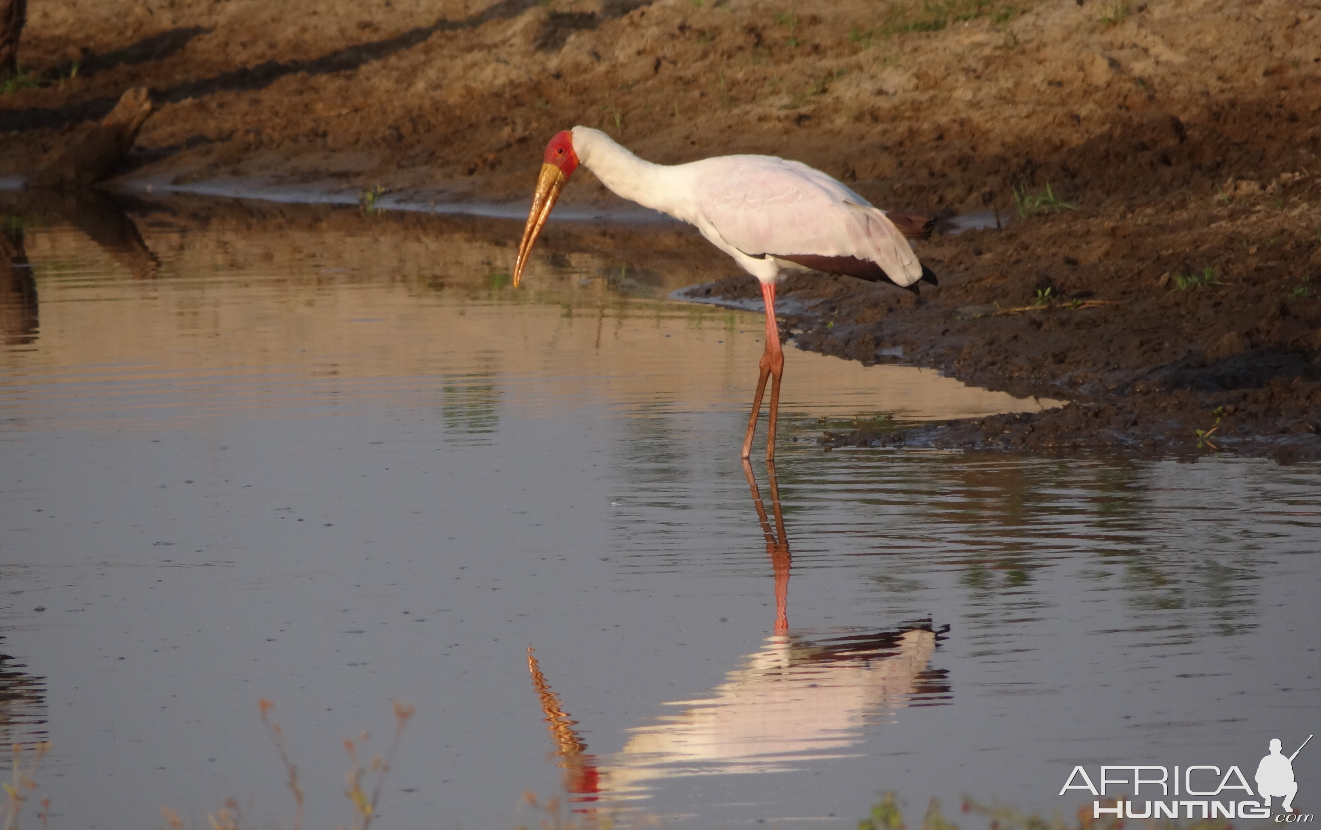 Crane