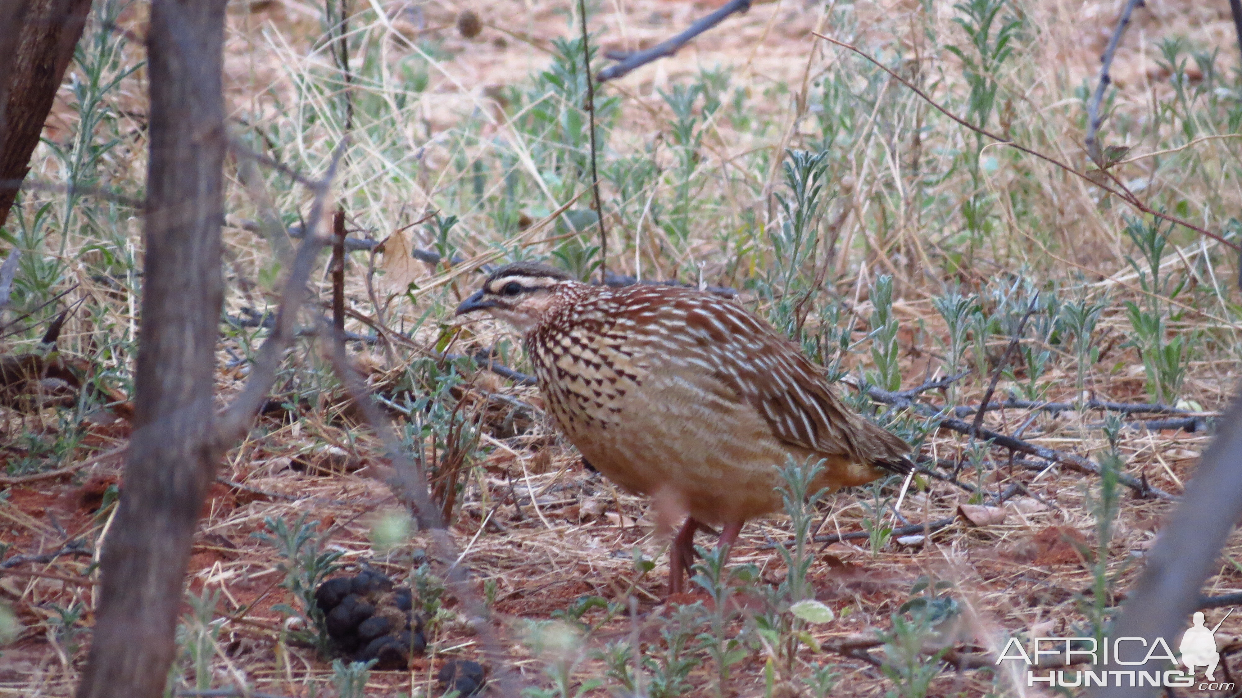 Crested Francolin Namibia