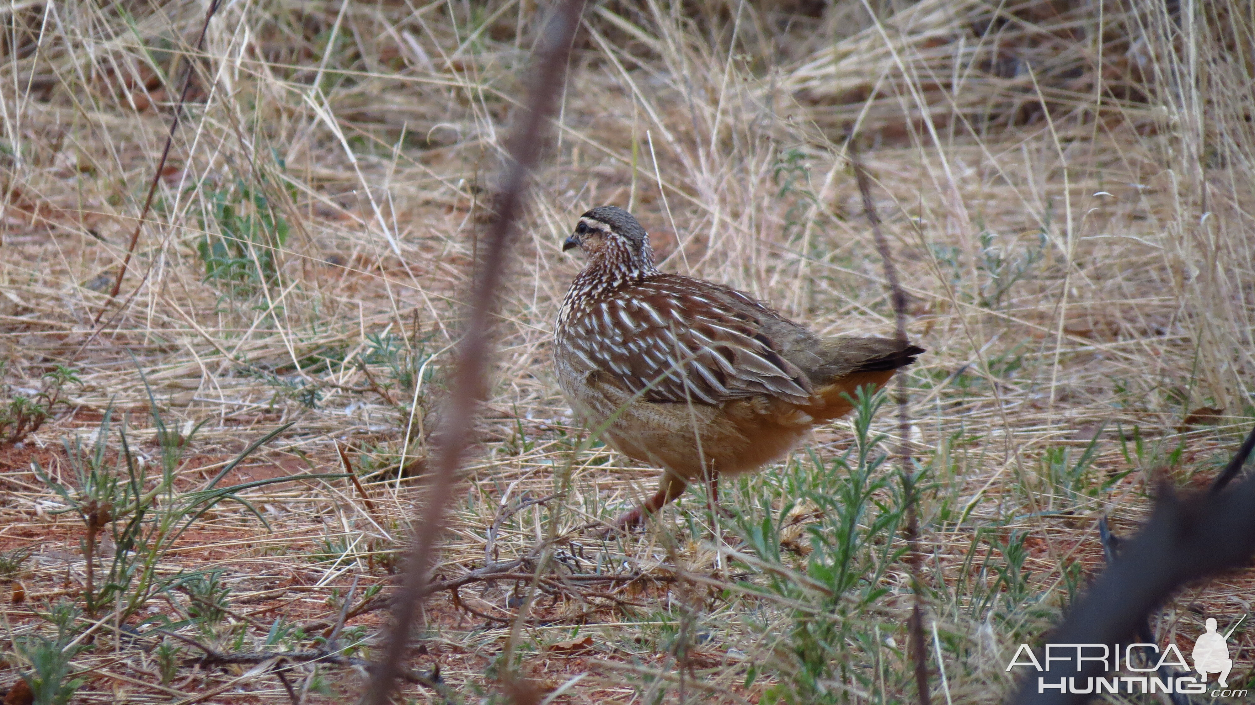 Crested Francolin Namibia