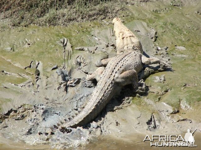 Croc Arnhemland, Australia