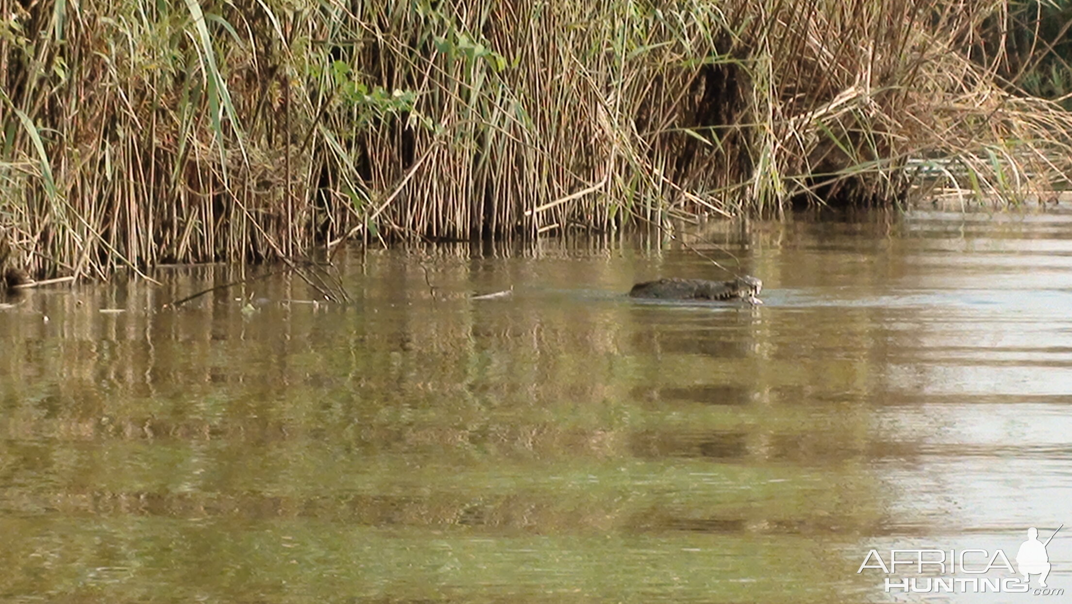 Croc Caprivi Namibia