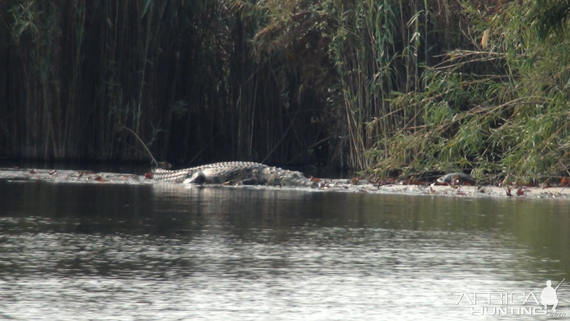 Croc Caprivi Namibia