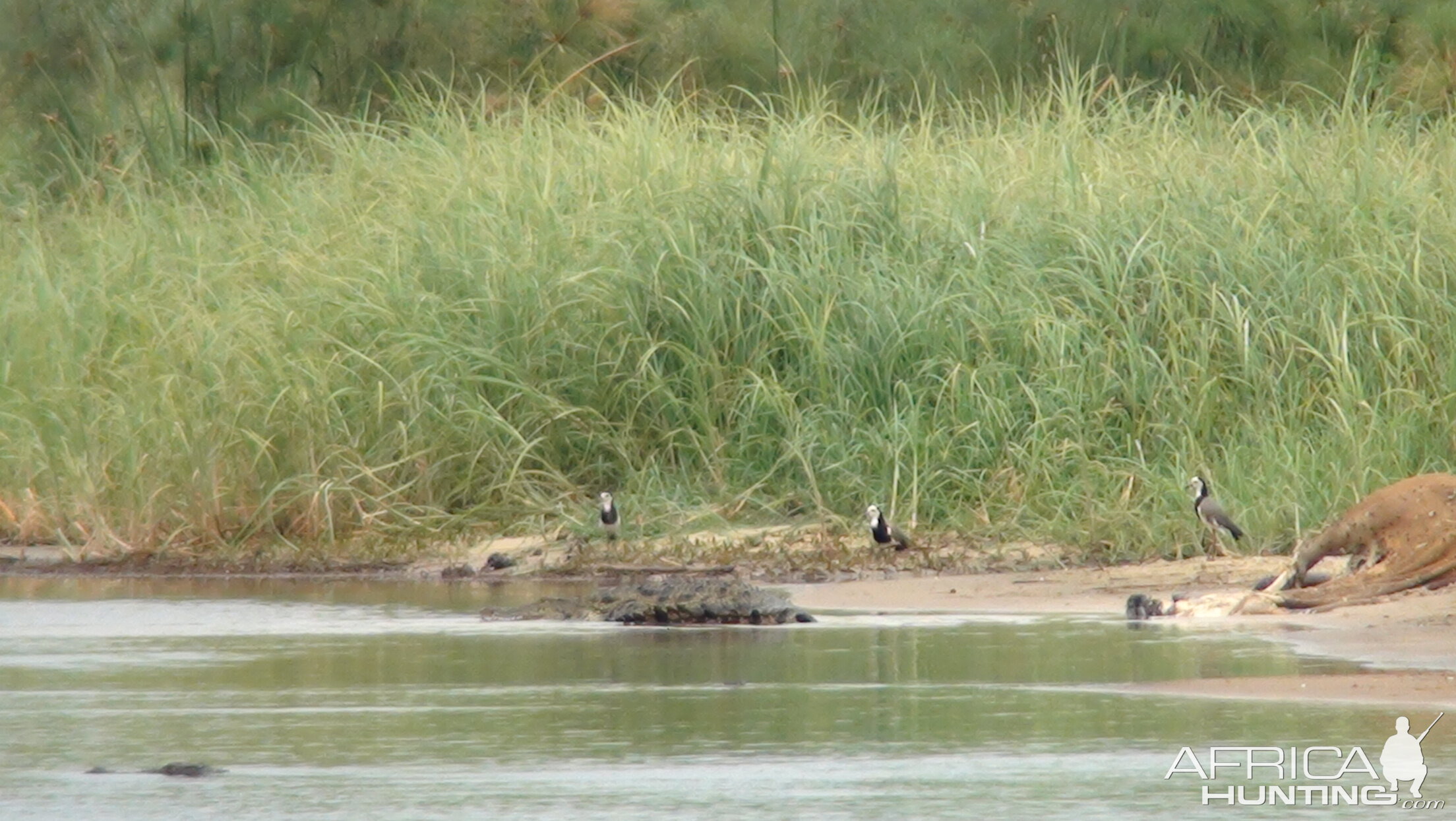 Croc Caprivi Namibia