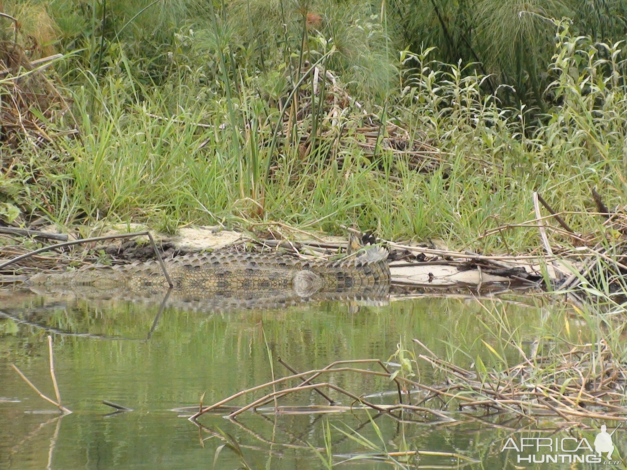 Croc Caprivi Namibia