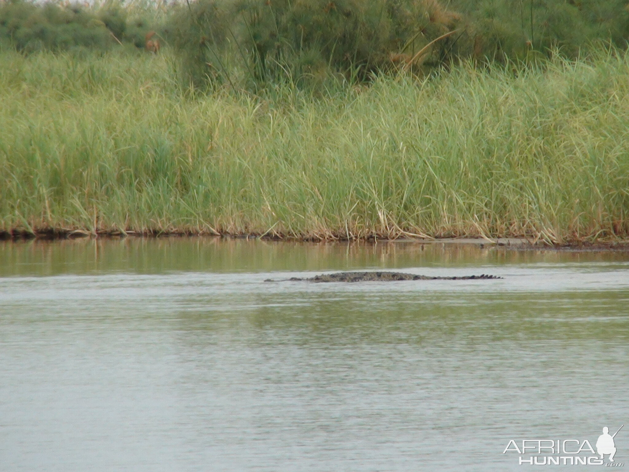 Croc Caprivi Namibia