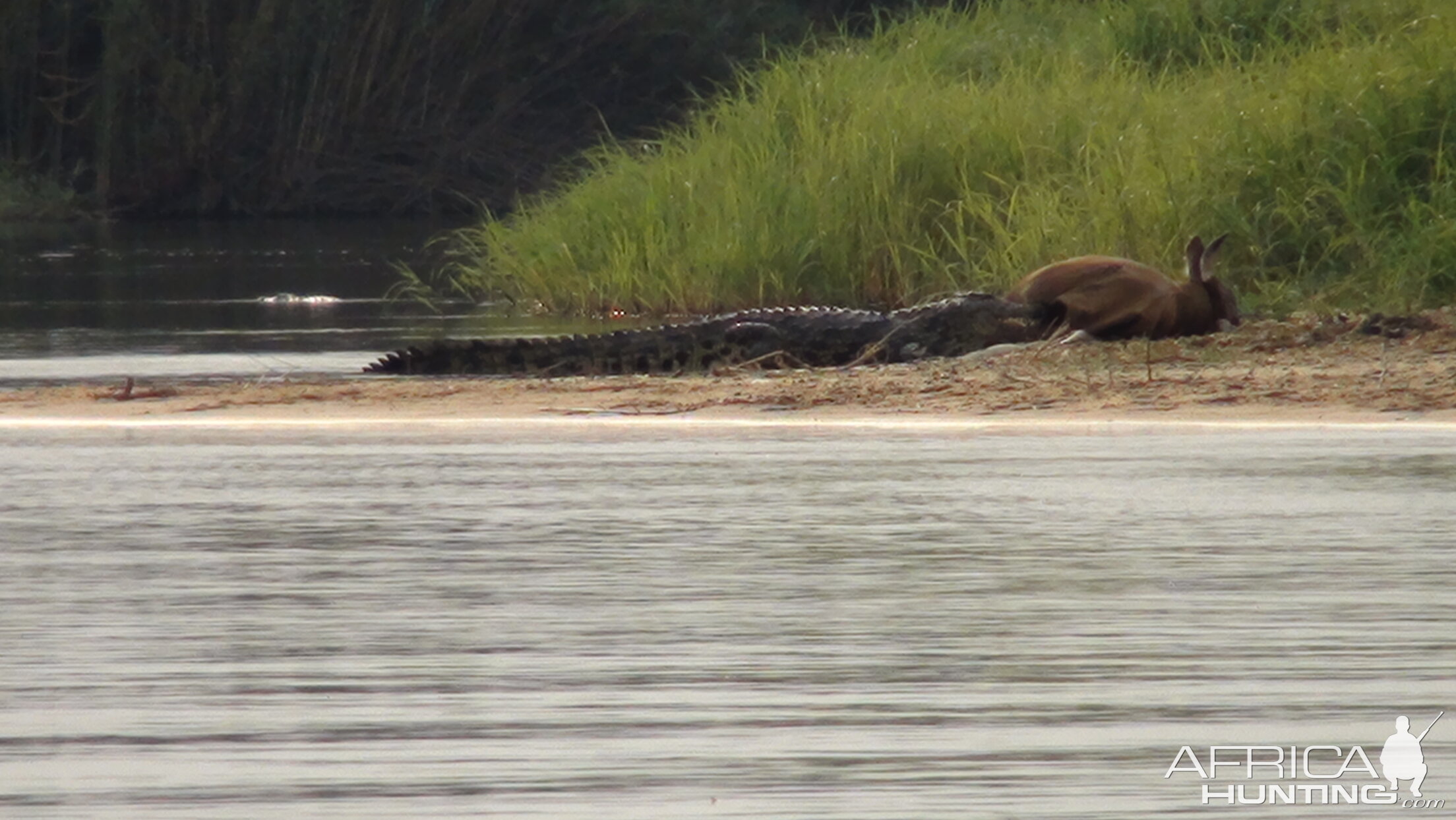 Croc Caprivi Namibia