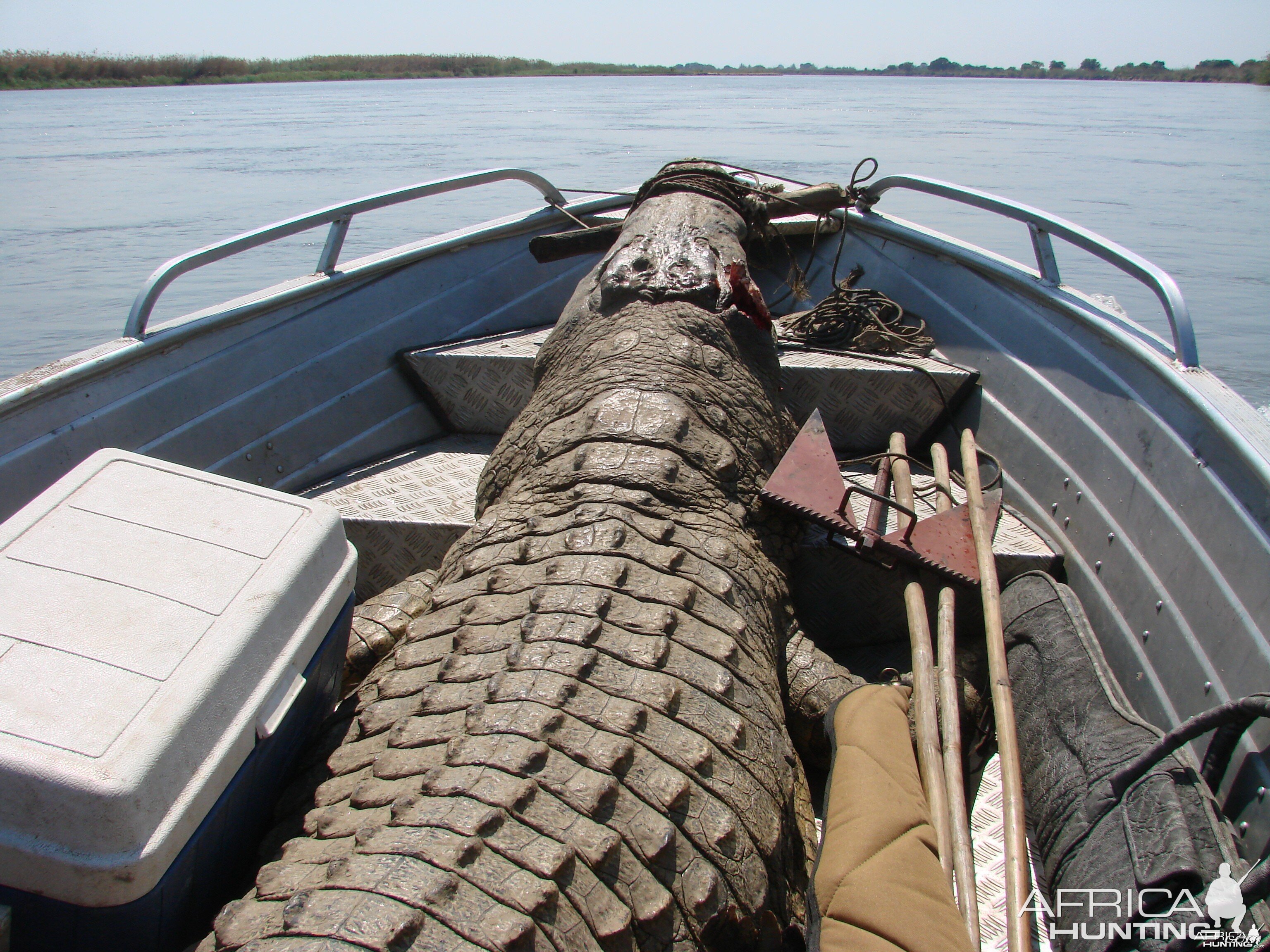 Croc Mozambique