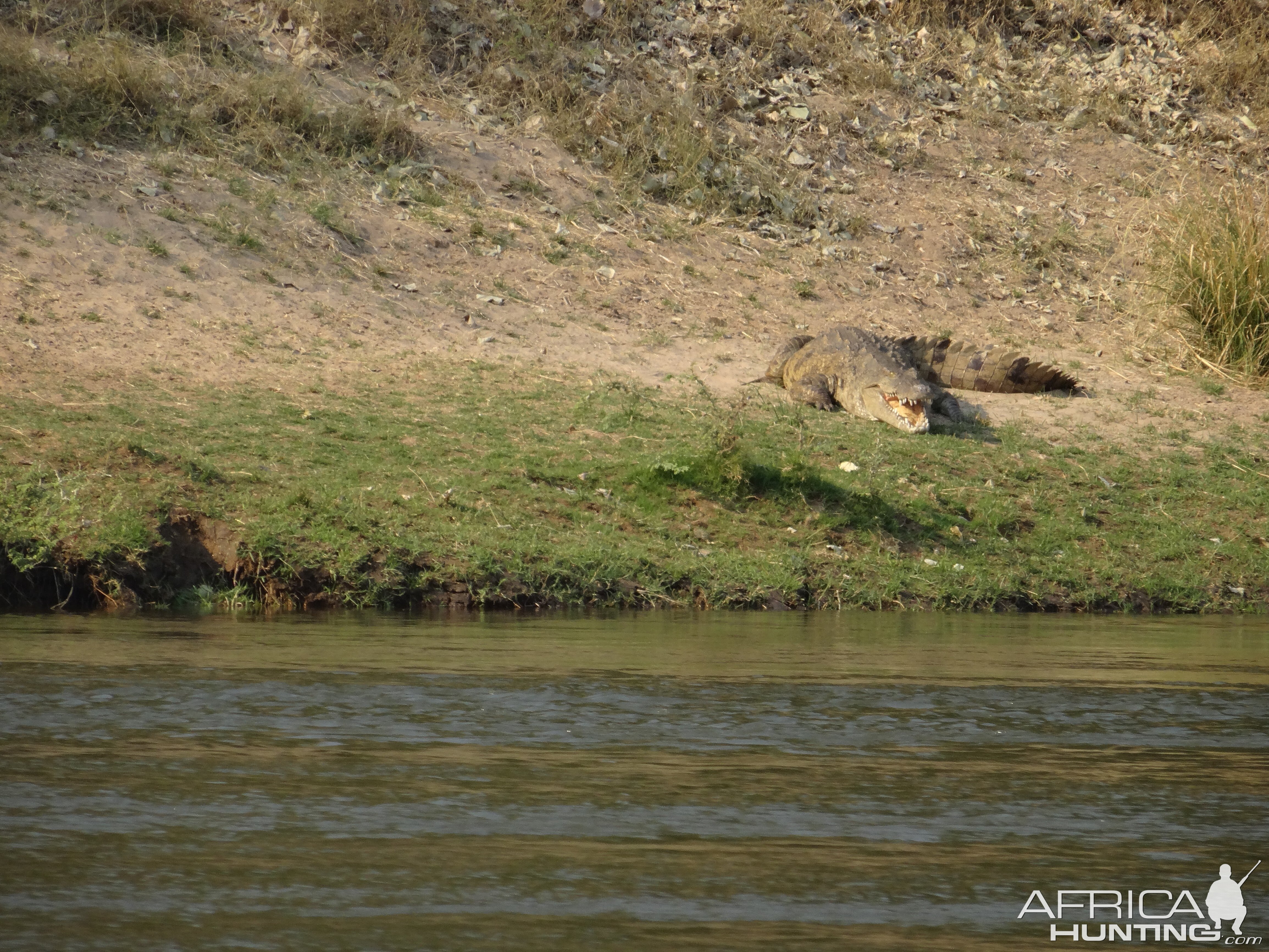 Crocodile at Zambezi River