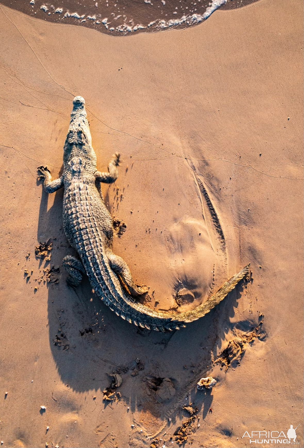 Crocodile Australia