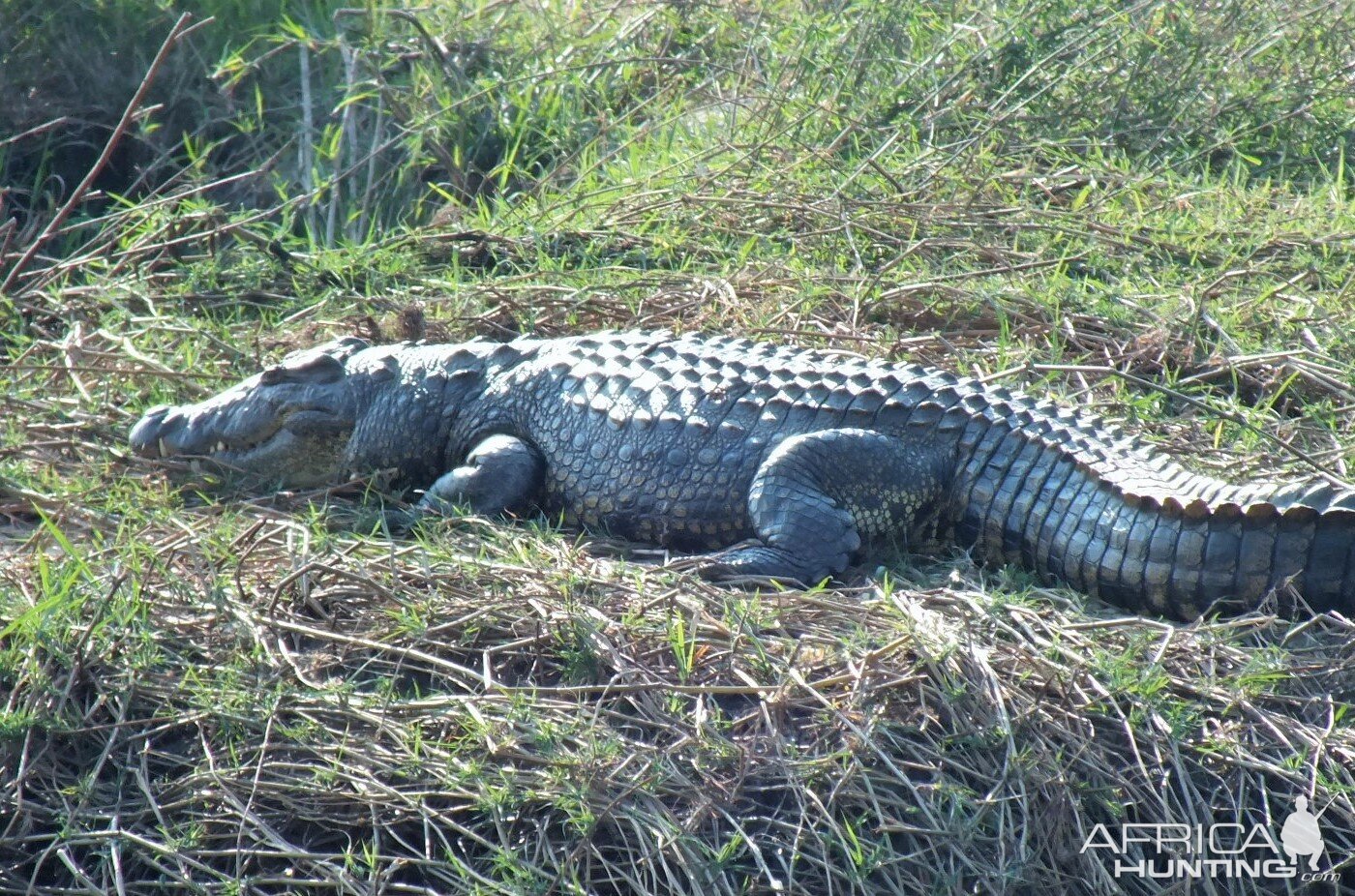 Crocodile Botswana