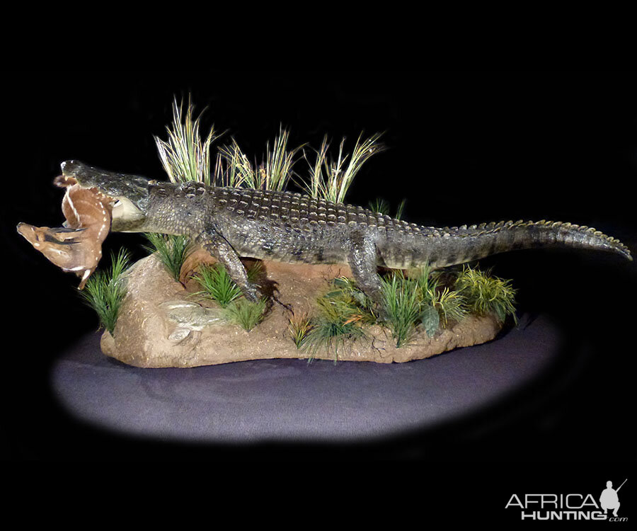 Crocodile & Bushbuck Full Mount Taxidermy