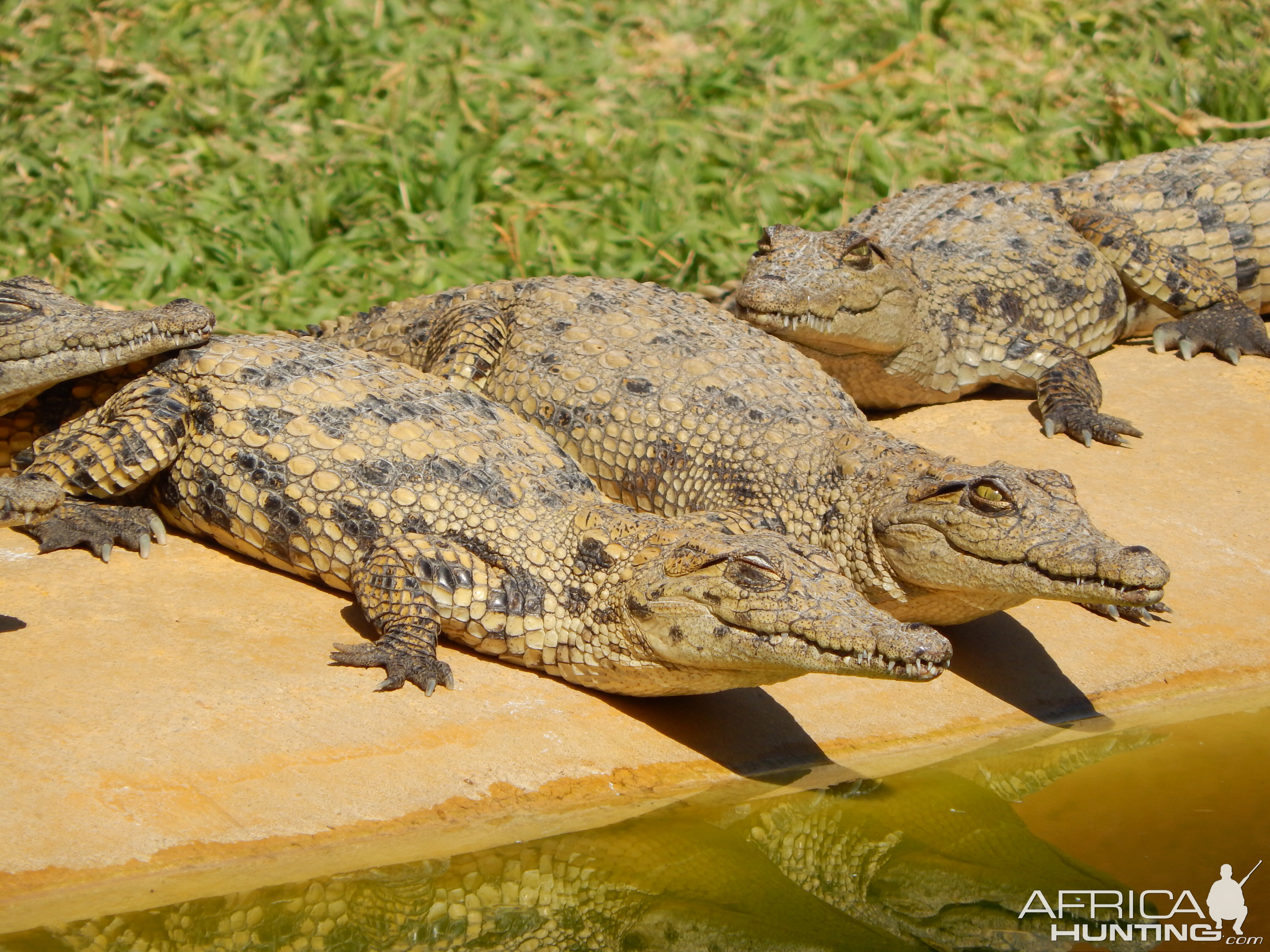 Crocodile Farm Otjiwarongo Namibia