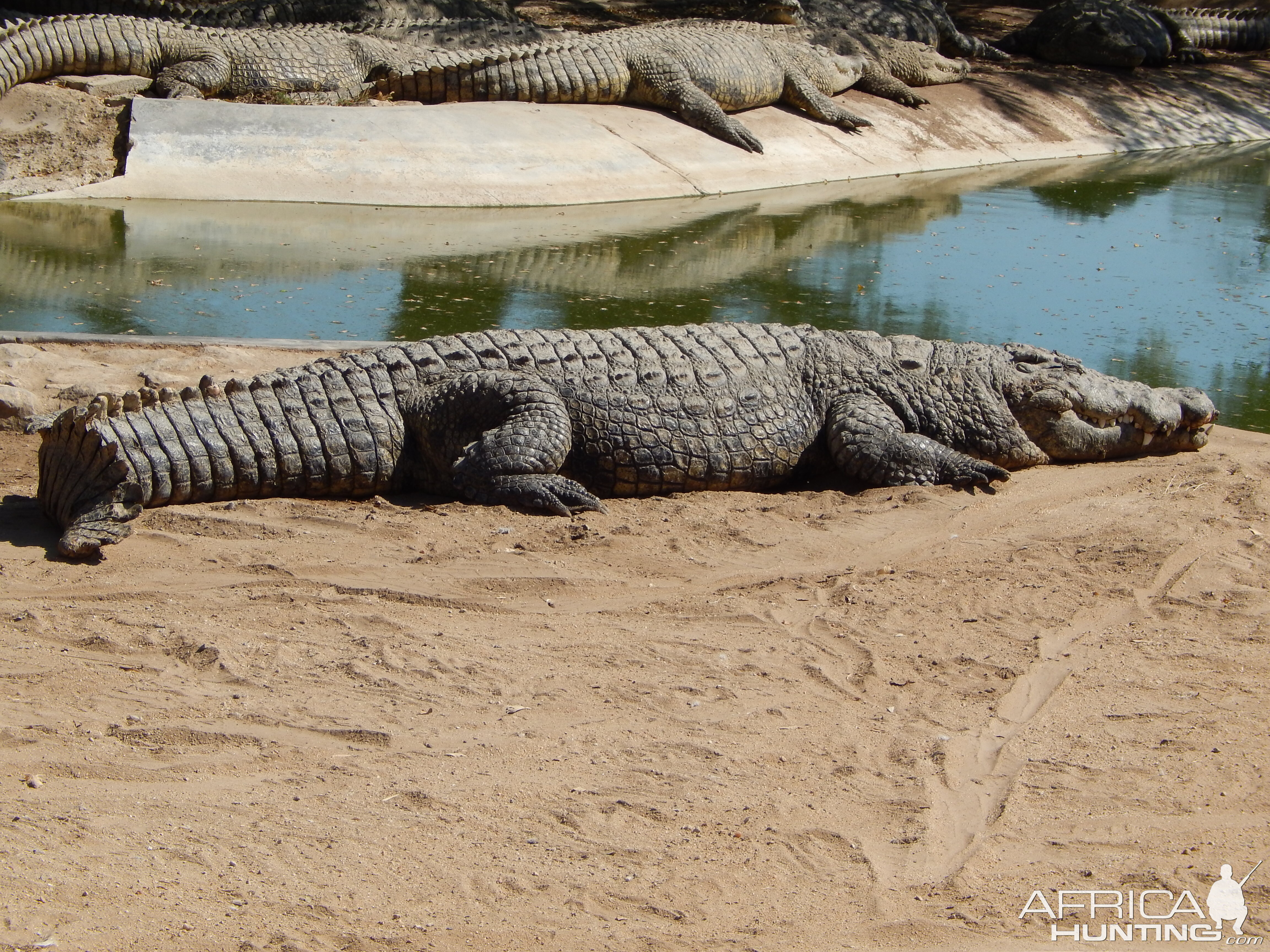 Crocodile Farm Otjiwarongo Namibia