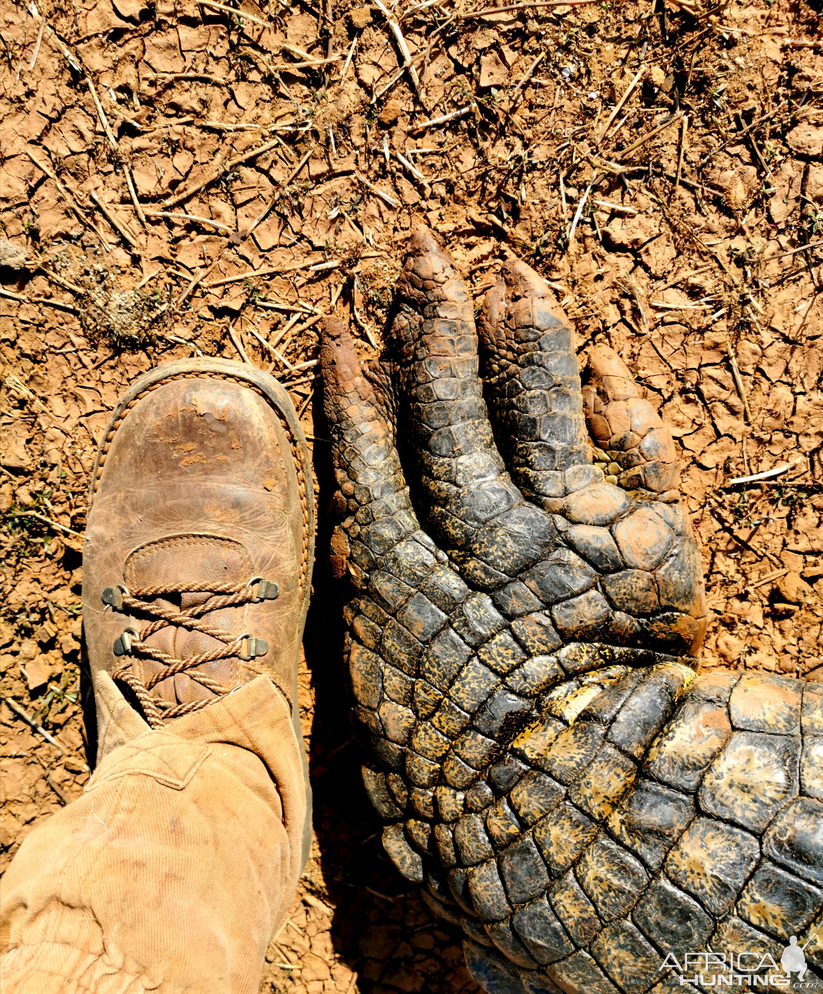 Crocodile foot comparison to size 11 boot