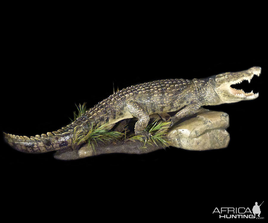 Crocodile Full Mount Taxidermy