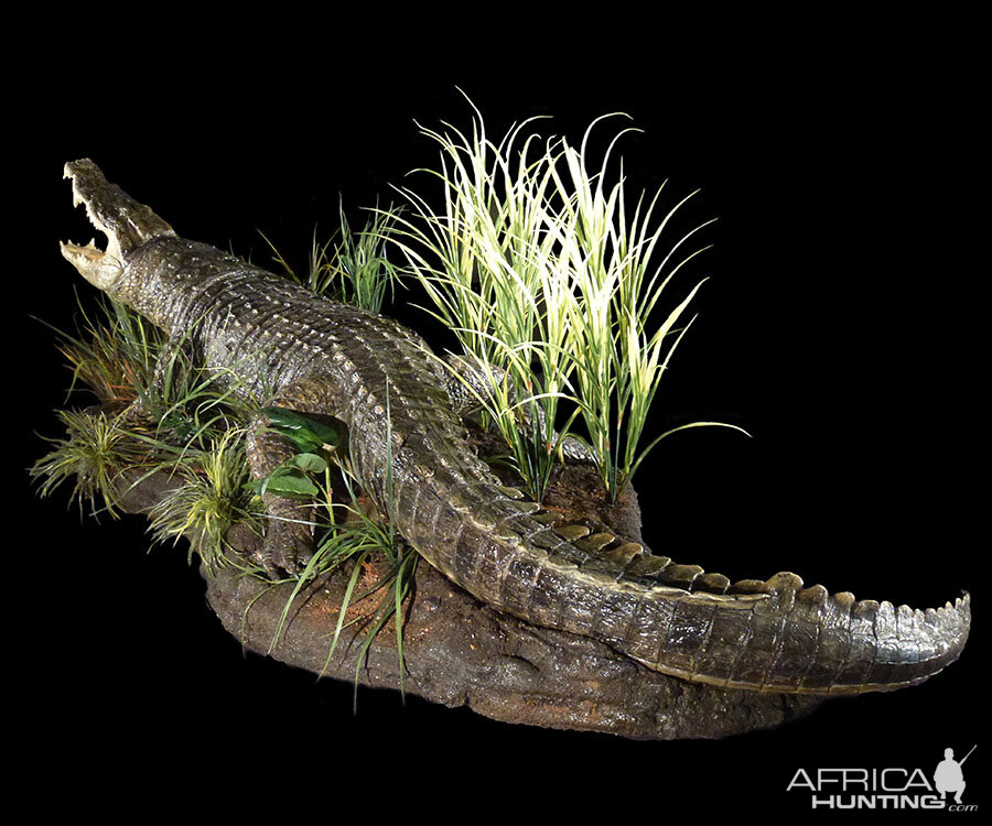 Crocodile Full Mount Taxidermy