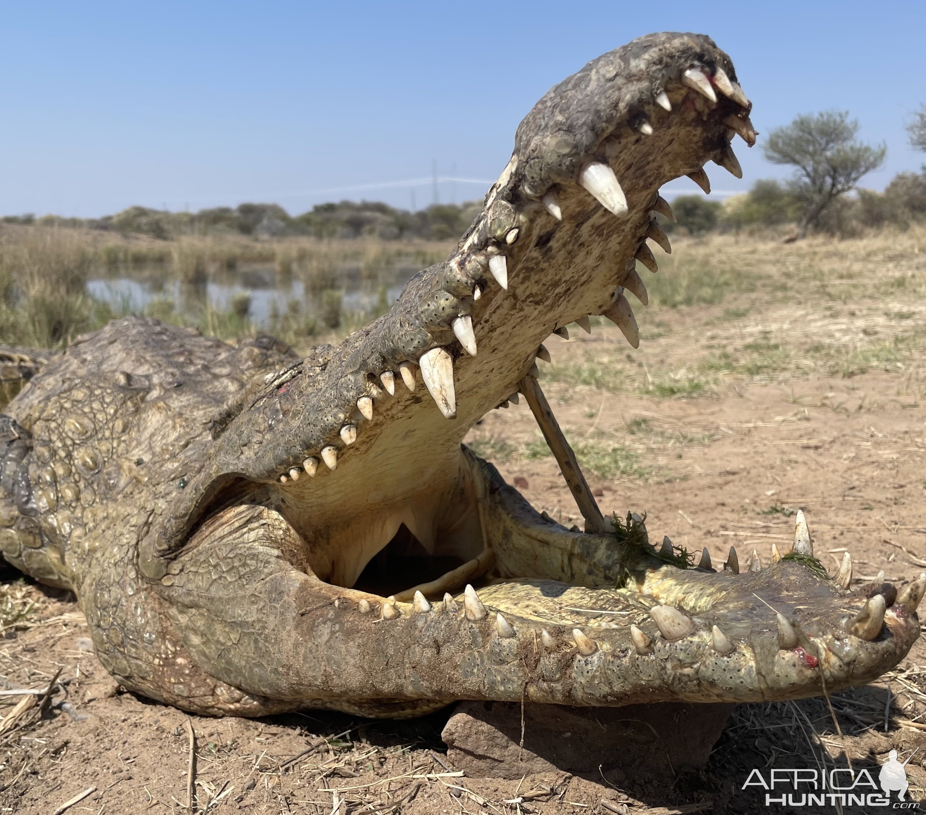 Crocodile Handgun Hunt South Africa