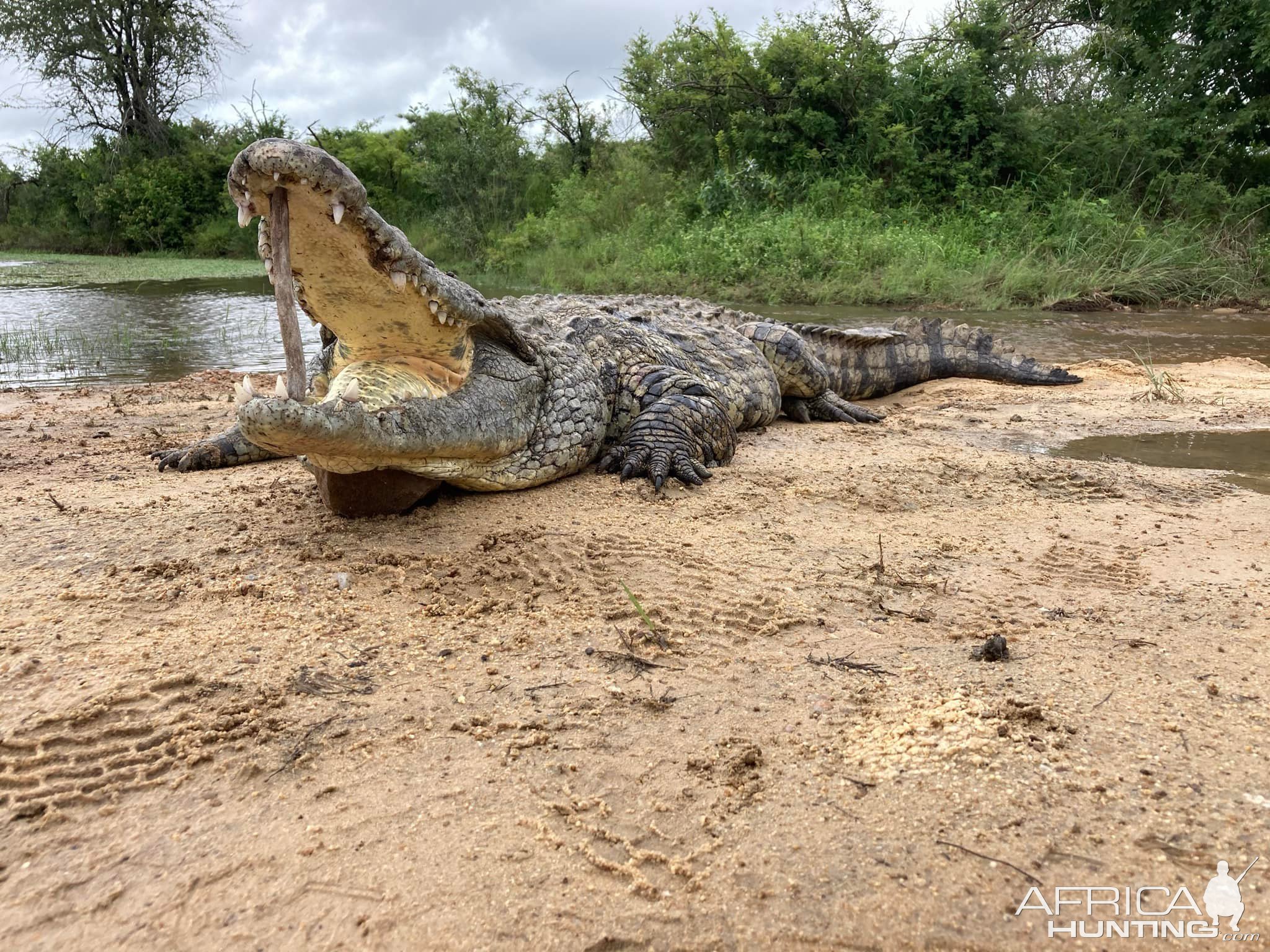 Crocodile Hunt South Africa