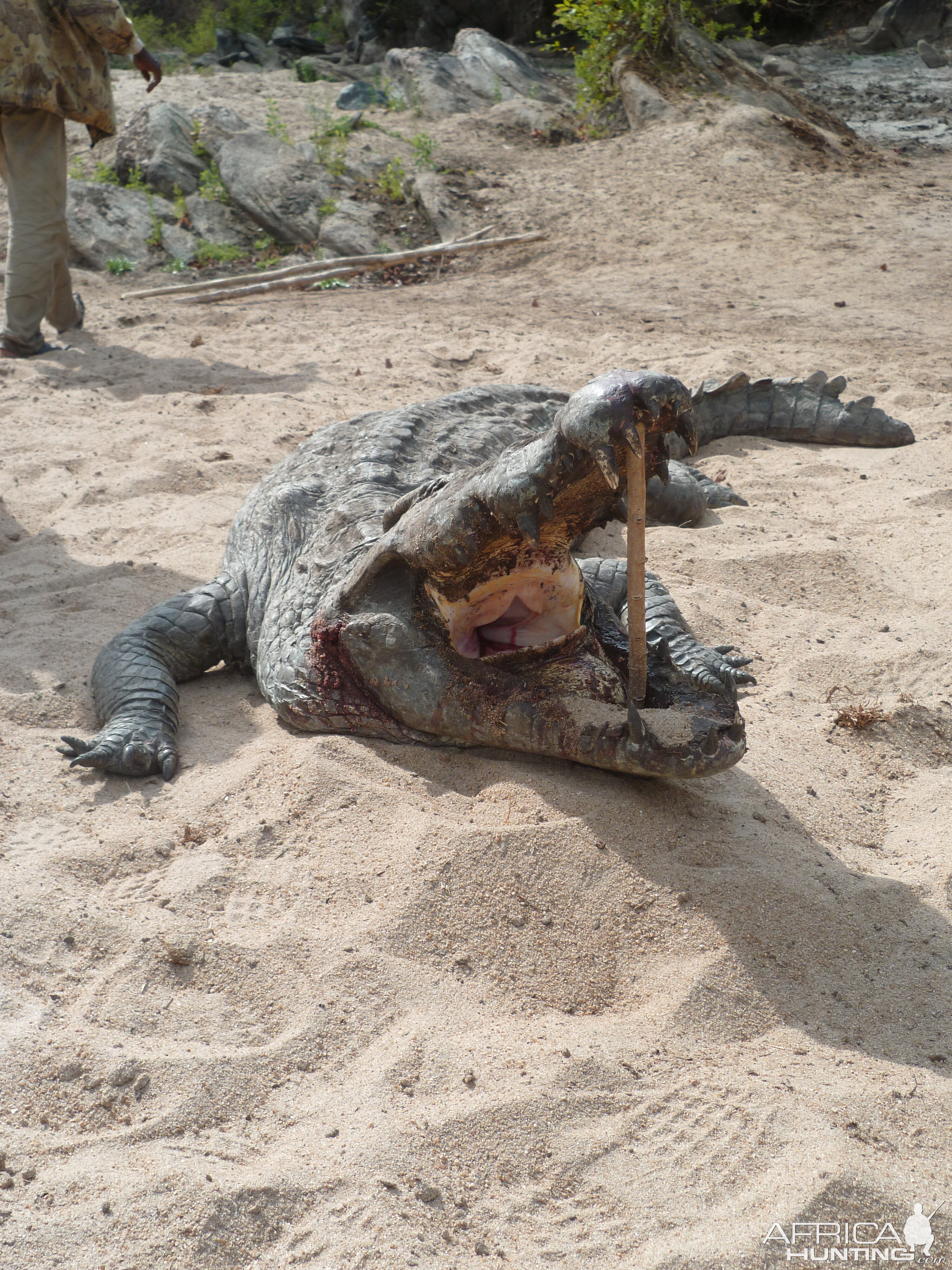 Crocodile hunting in Tanzania