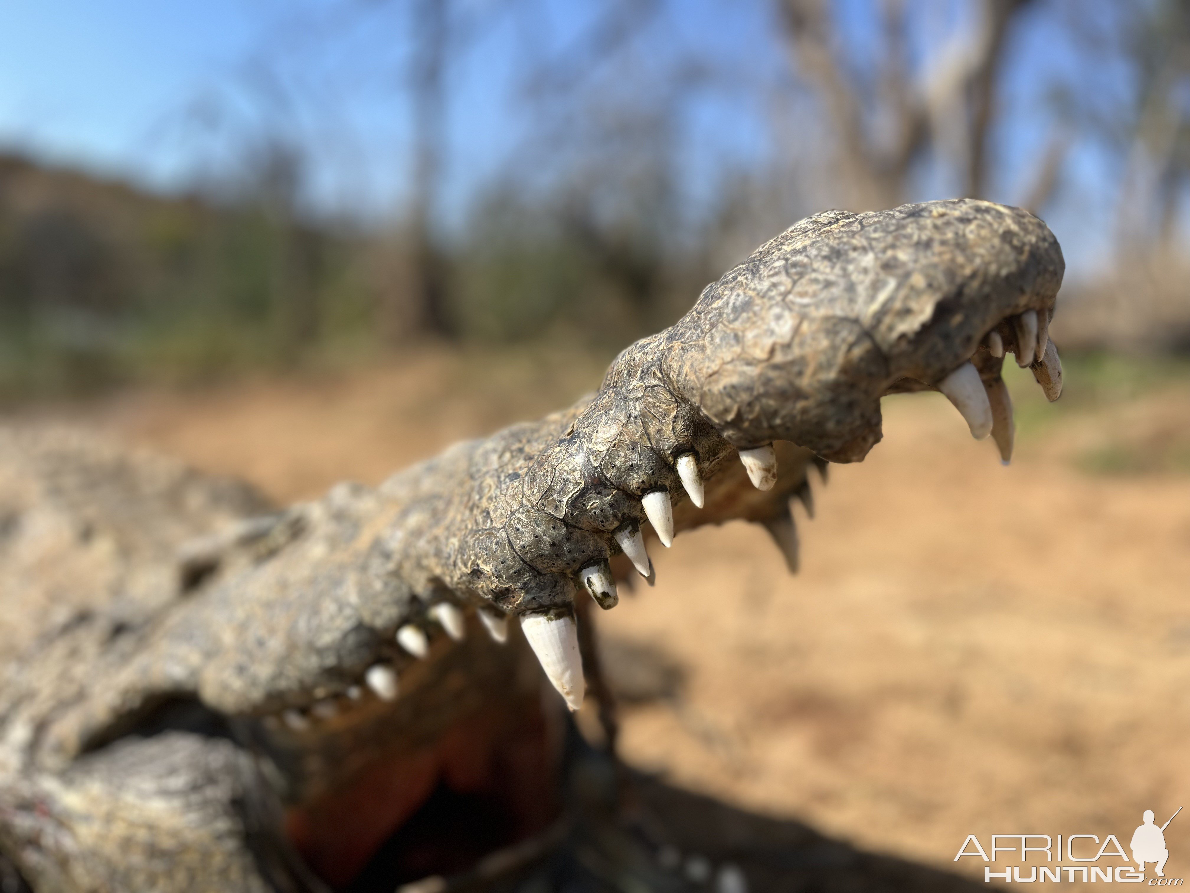 Crocodile Hunting South Africa