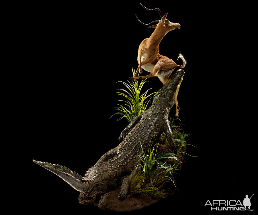 Crocodile & Impala Full Mount Taxidermy